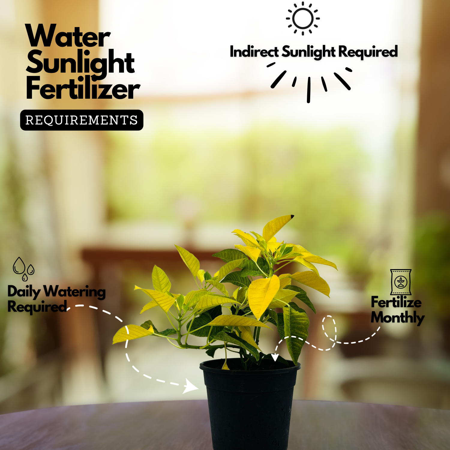 Yellow Poinsettia / Christmas Flower (Euphorbia pulcherrima) Flowering/Ornamental Live Plant (Home & Garden)