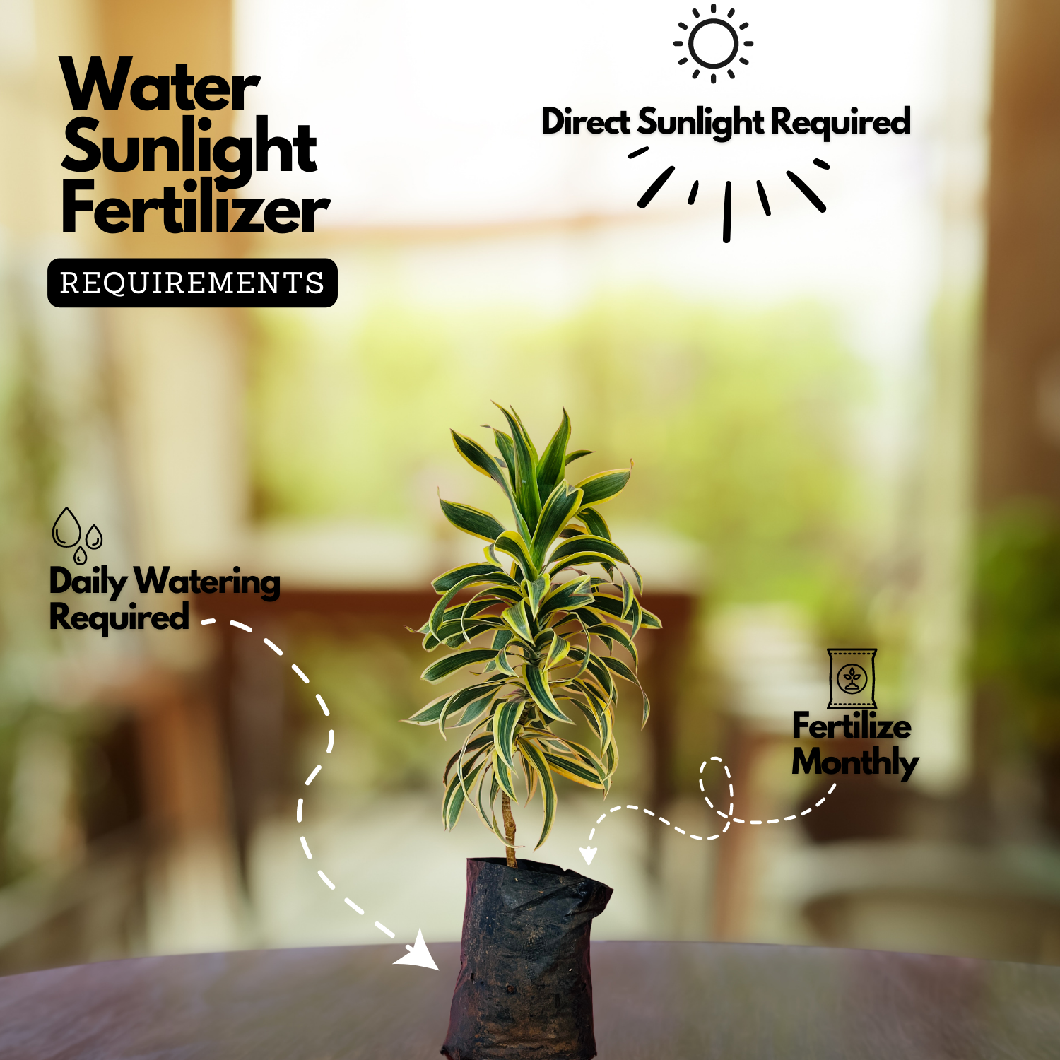 Song Of India (Dracaena Reflexa) - Ornamental Live Plant (Home & Garden)