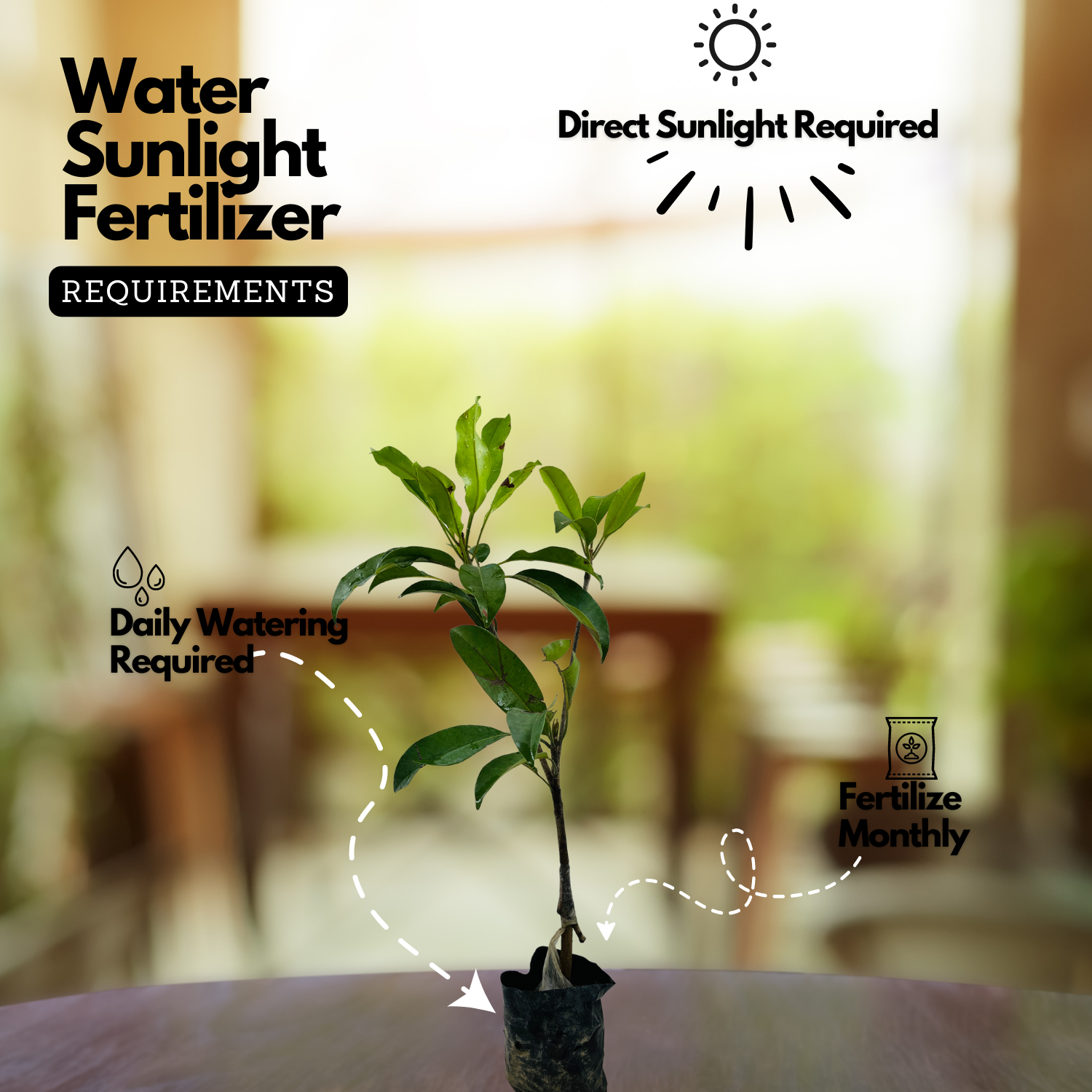 Banana Sapota / Chikoo Grafted Live Fruit Plant (Home & Garden)