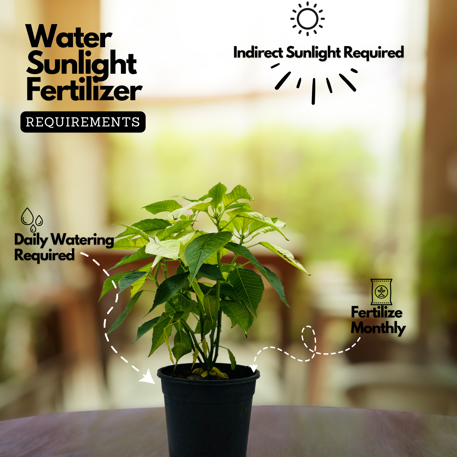 White Poinsettia / Christmas Flower (Euphorbia pulcherrima) Flowering/Ornamental Live Plant (Home & Garden)