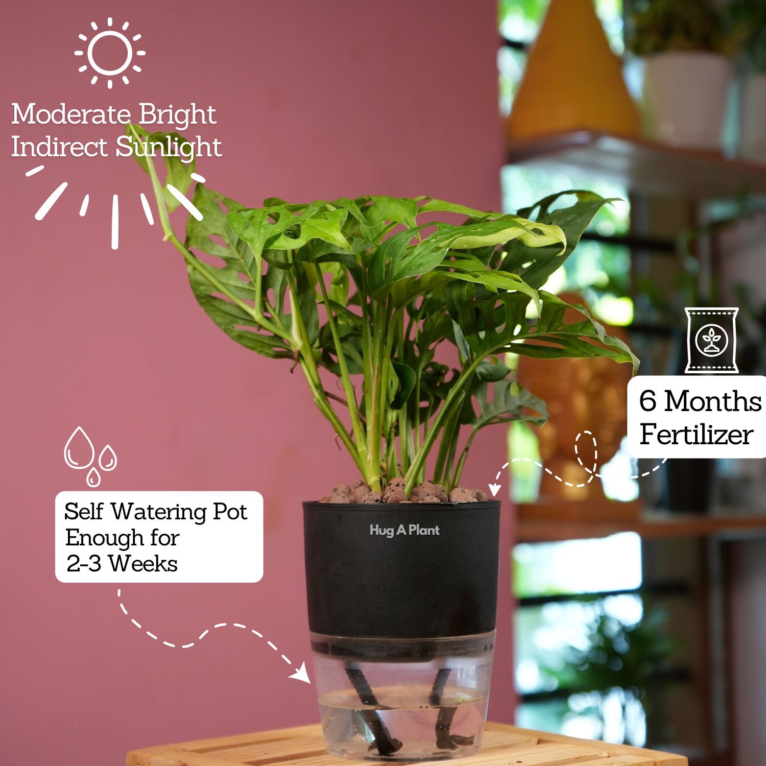 Monstera Adansonii | Broken Heart Plant- Live Plant (With Self-Watering Pot & Plant)