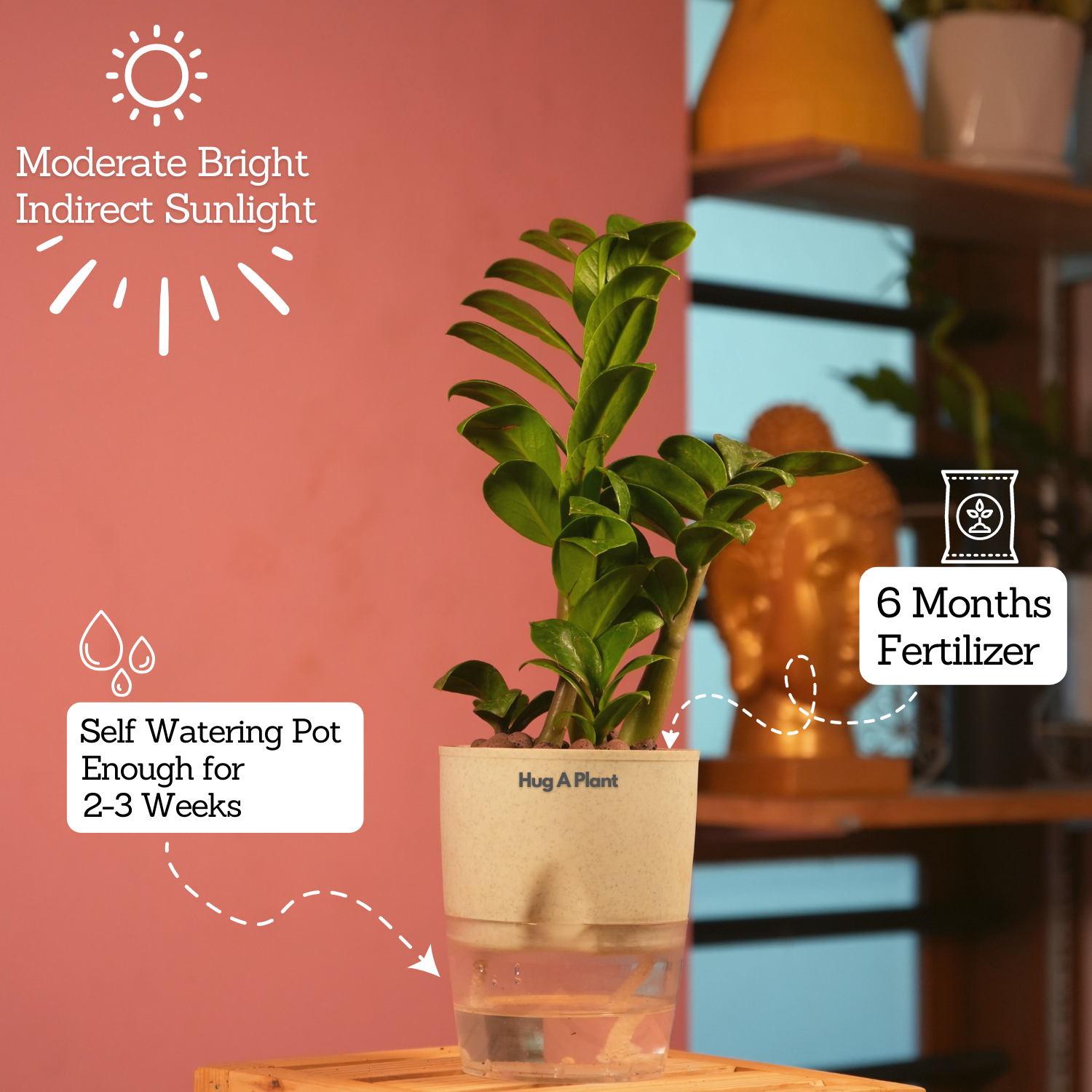 Zamioculcas zamiifolia ƒ??Zenziƒ?? Dwarf ZZ Plant- Live Plant (With Self-Watering Pot & Plant)