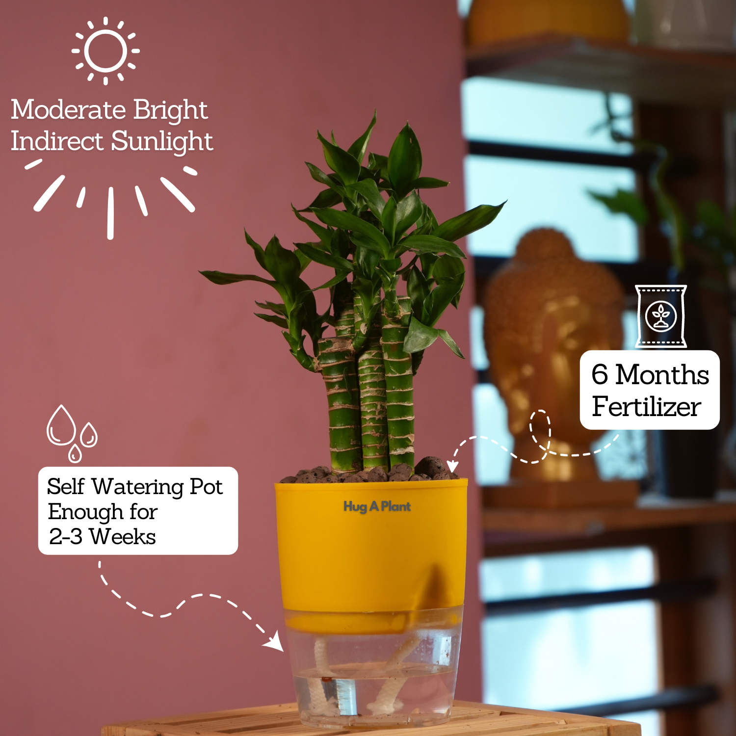 Lotus Bamboo / Lucky Bamboo - Live Plant (With Self-Watering Pot & Plant)