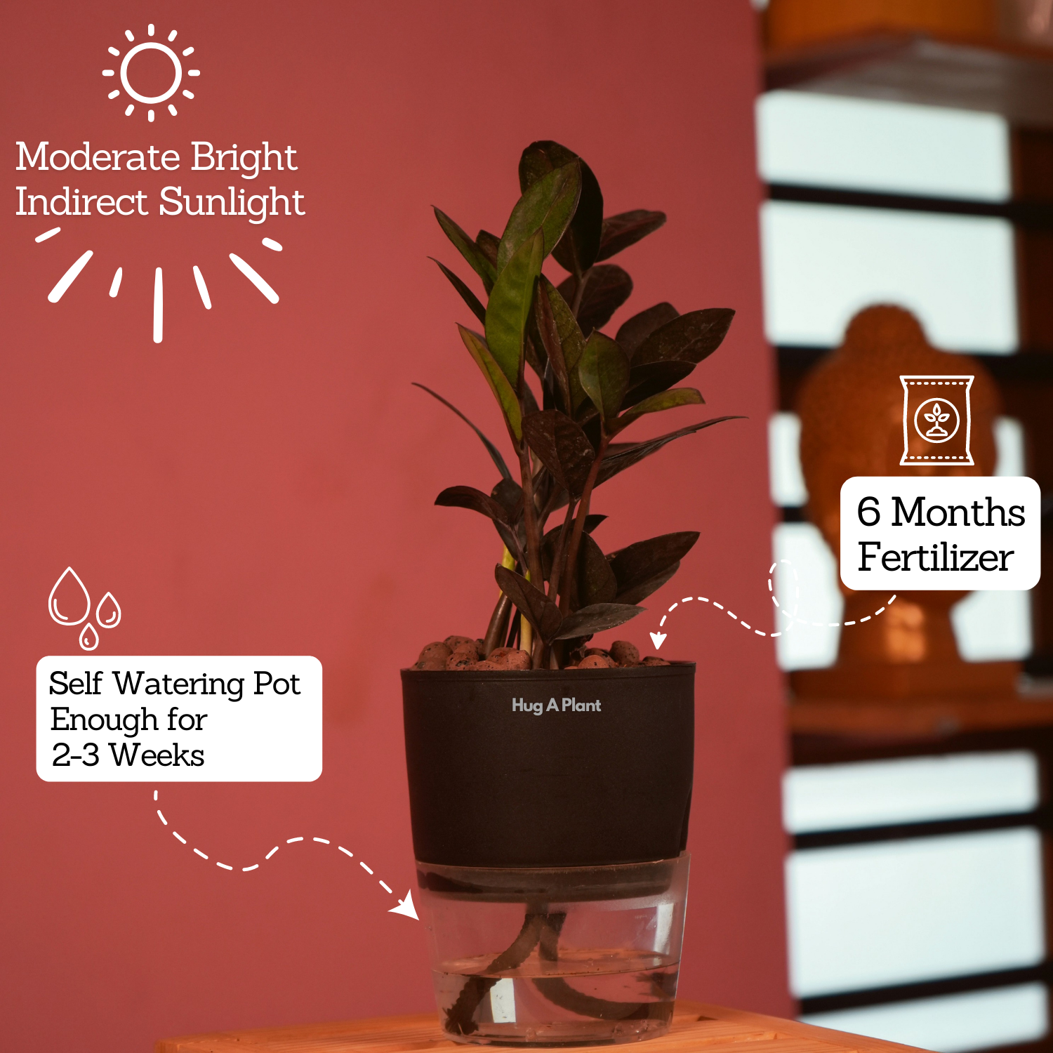 Zamioculcas Raven / Black ZZ Plant (Zamioculcas zamiifolia)- Live Plant (With Self-Watering Pot & Plant) (Home & Garden)