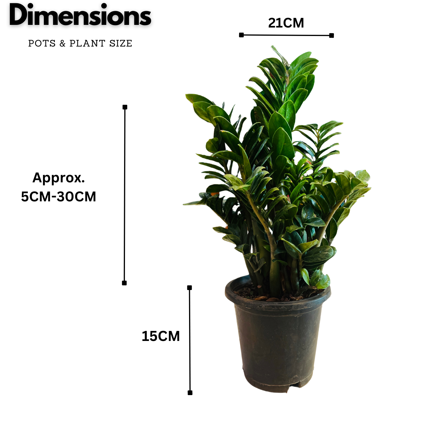 Zamioculcas zamiifolia ƒ??Zenziƒ?? Big Dwarf ZZ Plant- Live Plant in 8inch Pot (Home & Garden)