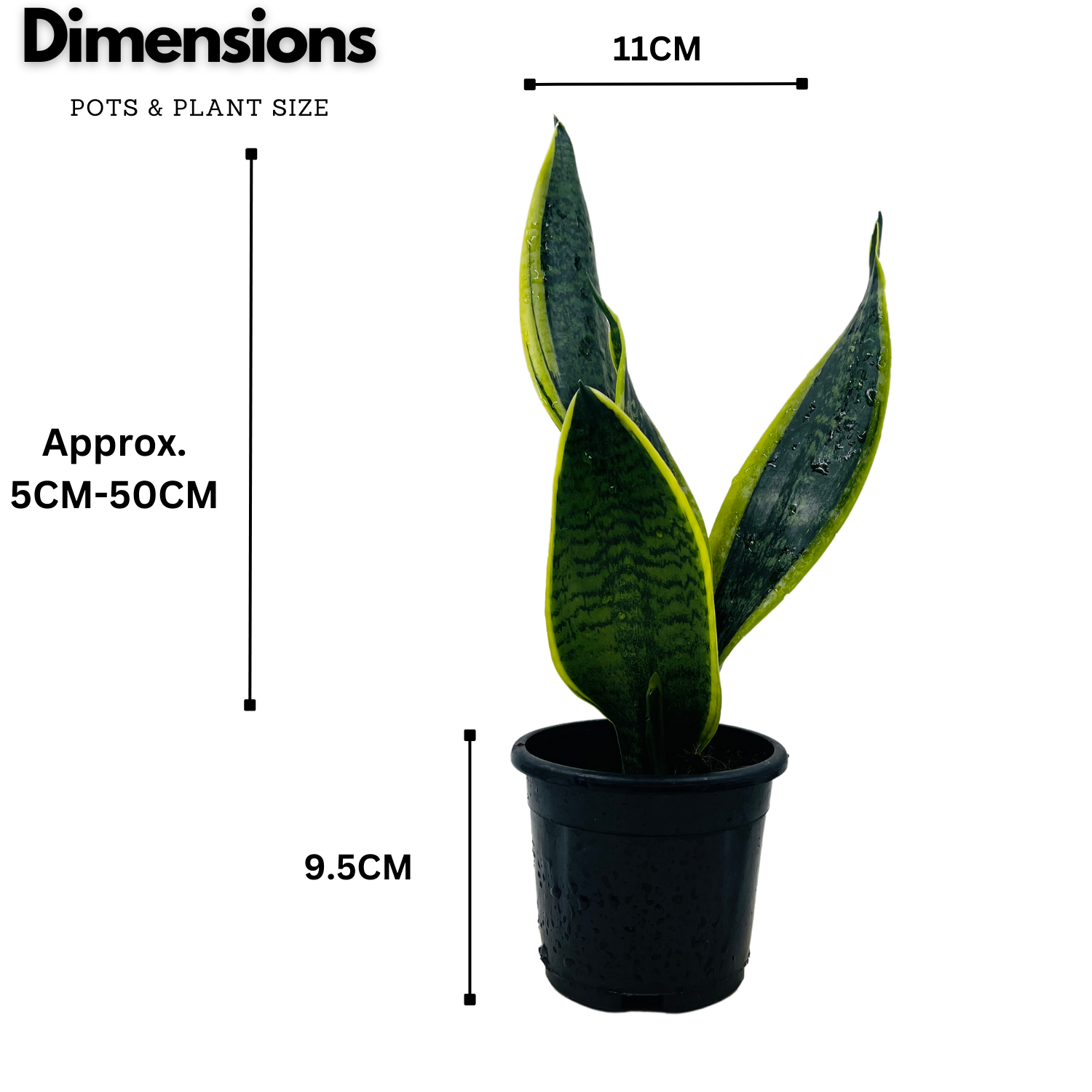 Sansevieria "Gold Flame" / Snake Plant (Dracaena trifasciata)- Live Plant in pot  (Home & Garden)