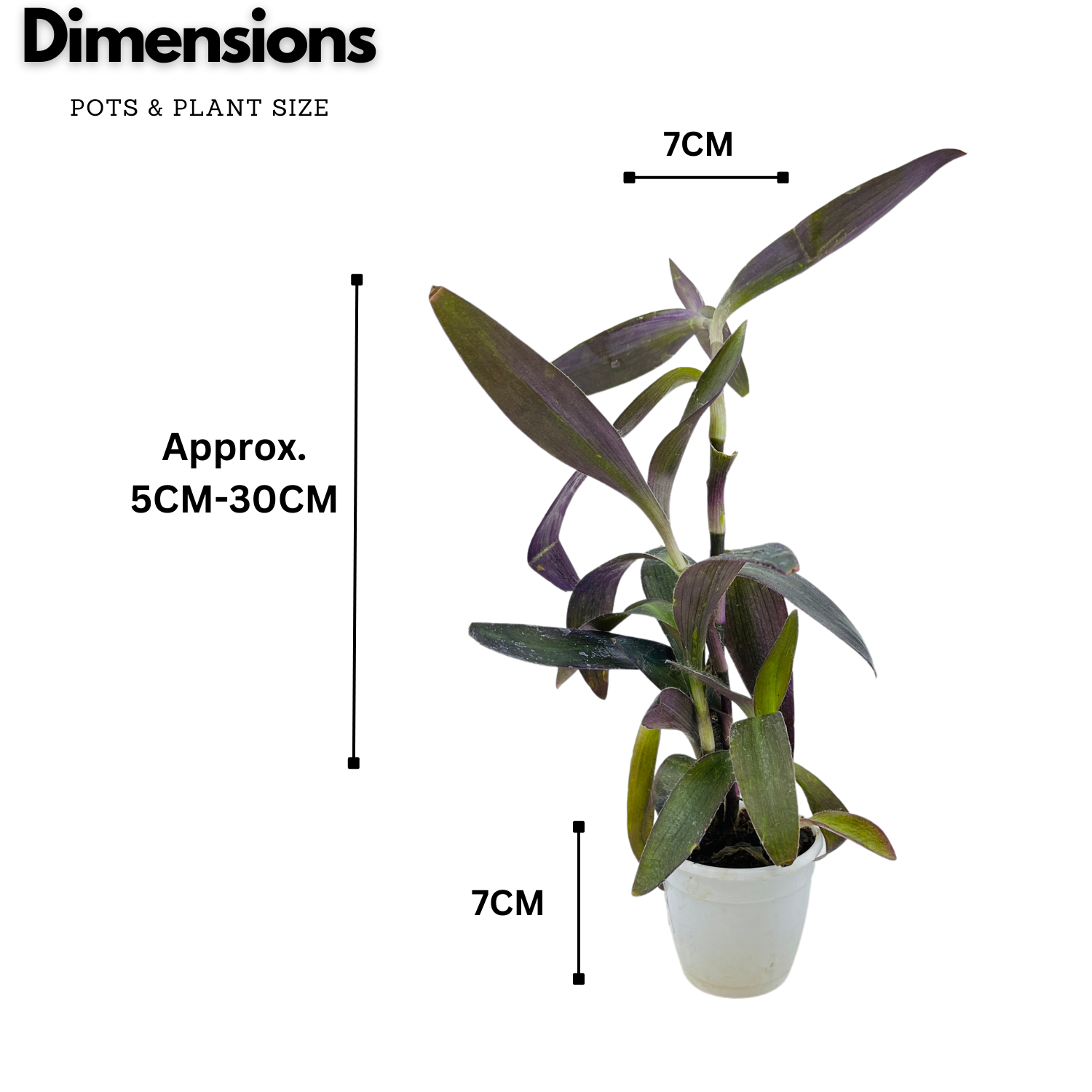 Tradescantia Pallida, Purple Queen, Purple Secretia - Live Plant (Home & Garden)
