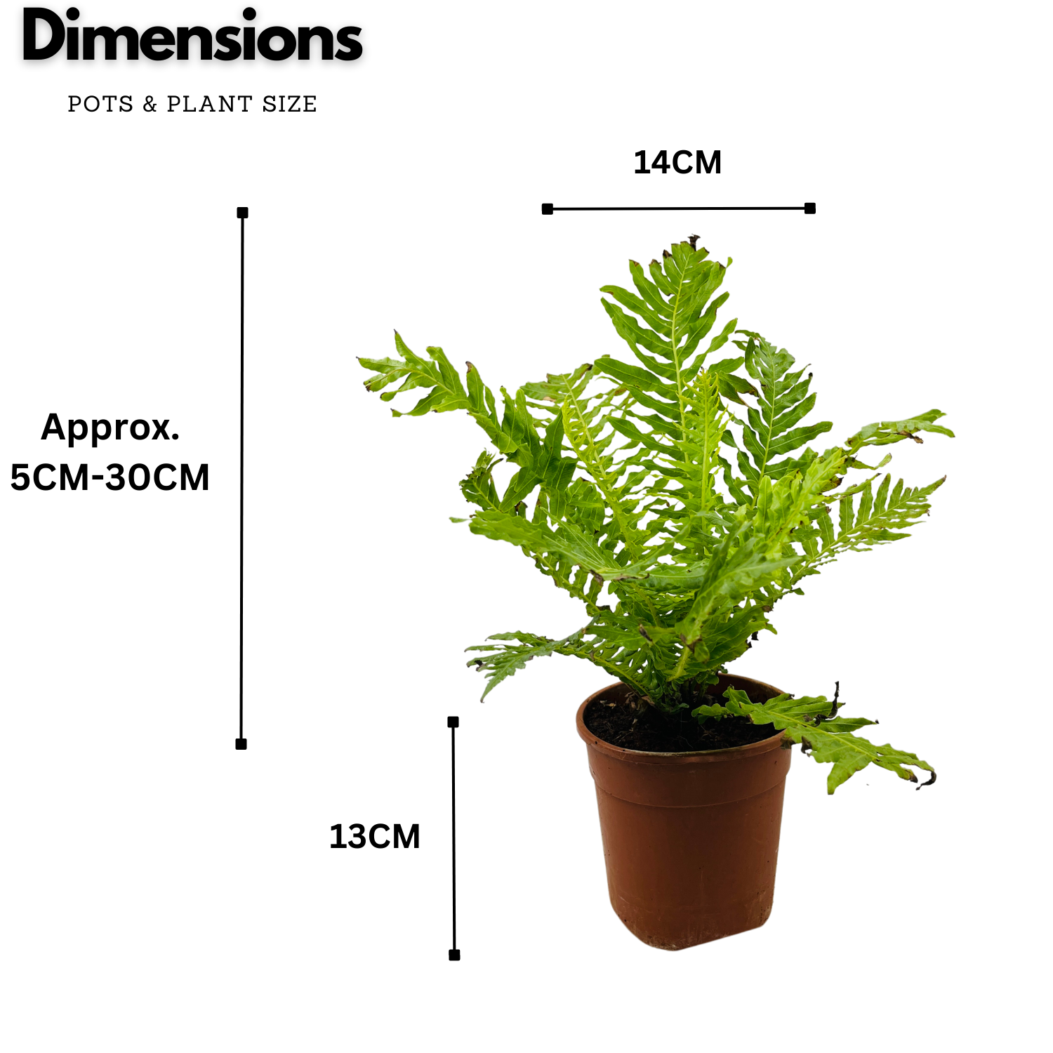 Tree Fern | Silver Lady (Blechnum Gibbum)- Live Plant in pot (Home & Garden)