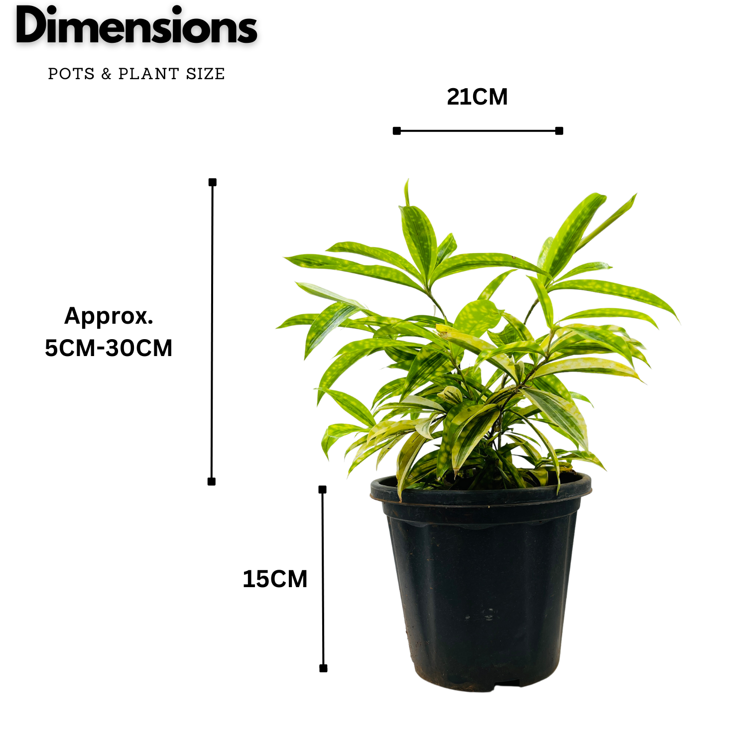 Draceana Golden Milky Bamboo Plant - Live Plant in 8inch Pot (Home & Garden)