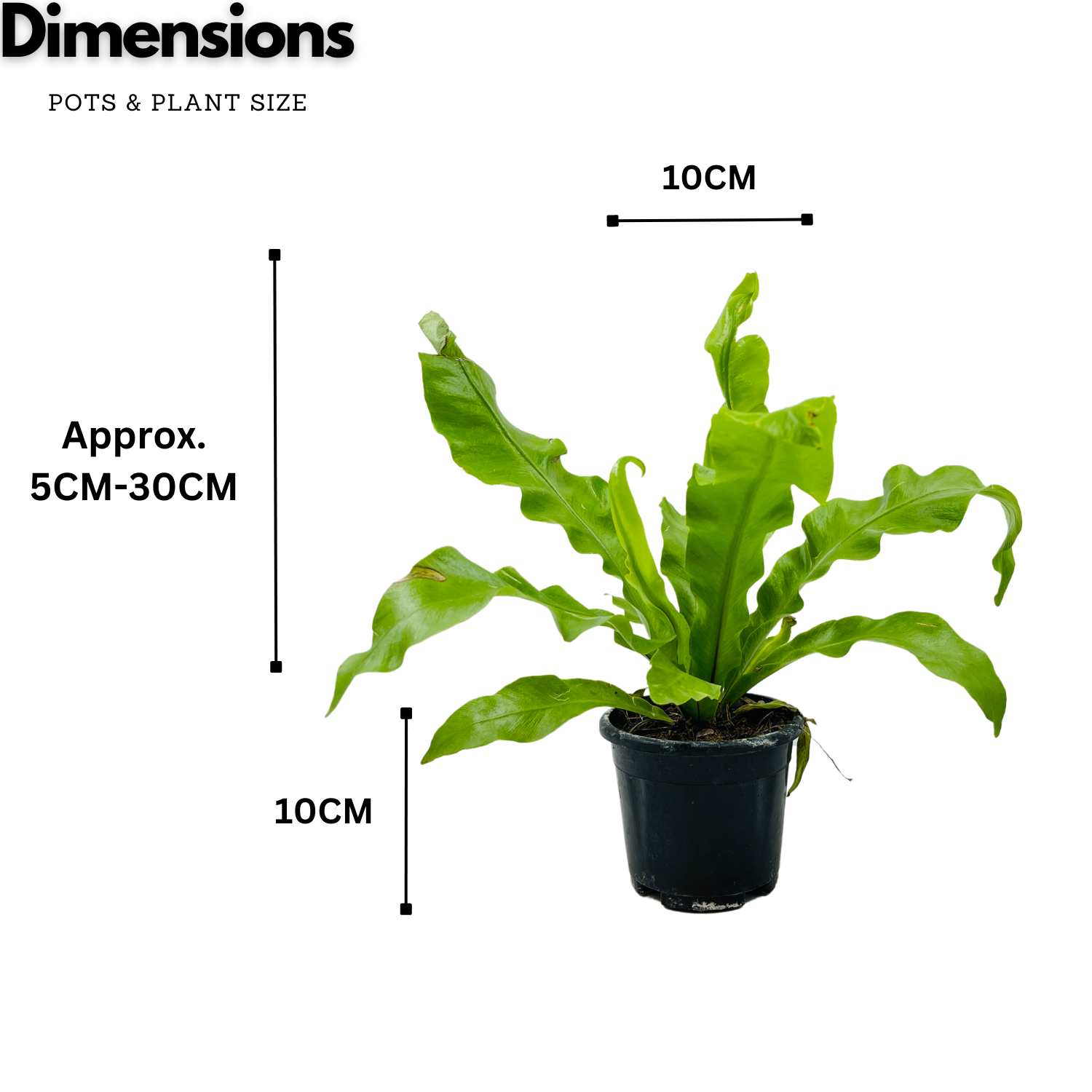 Bird Nest Fern (Asplenium Victoria) - Live  Plant in 10cm Pot (Home & Garden)