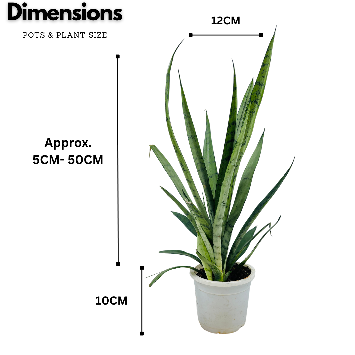 Sansevieria Silver Princess / Snake Plant (Sansevieria trifasciata)- Live Plant in 12cm Pot  (Home & Garden)