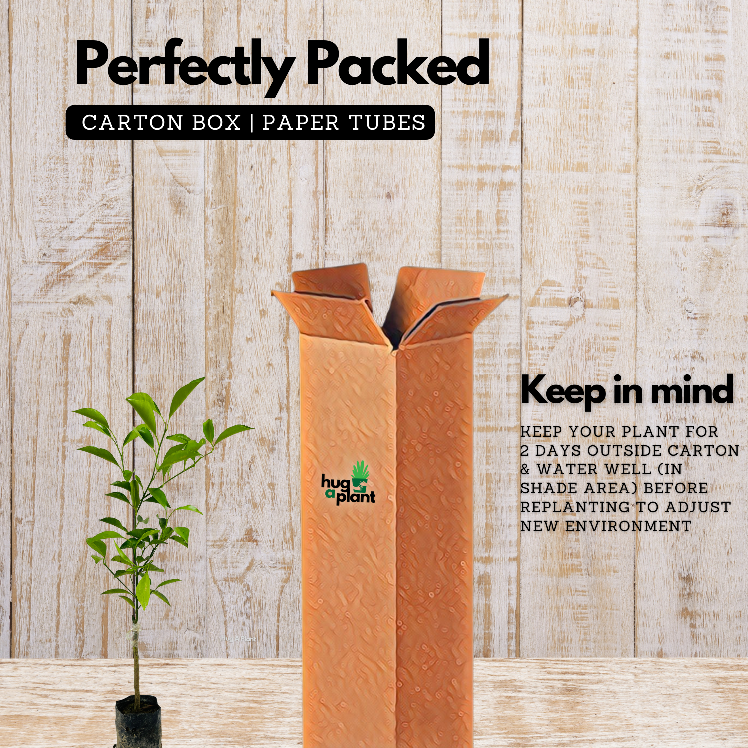 Chinese Sweet Orange Grafted Live Fruit Plant (Home & Garden)