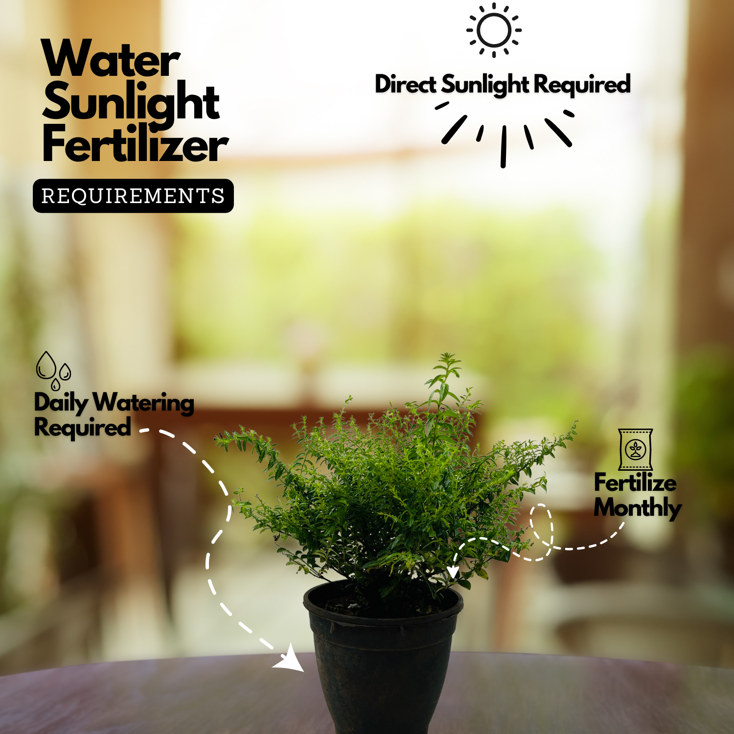 Khufiya | Cuphea Hyssopifolia (Kufiya) Mexican Heather | False Heather Flowering/Ornamental Live Plant (Home & Garden)