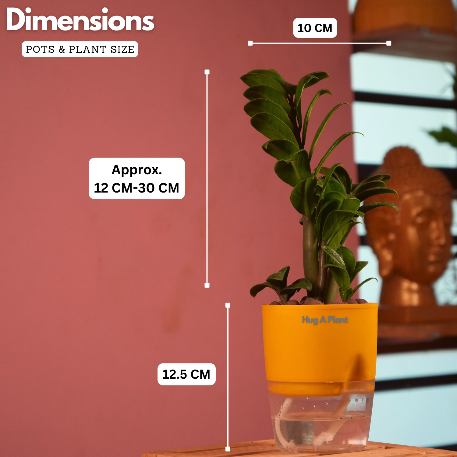 Zamioculcas zamiifolia ƒ??Zenziƒ?? Dwarf ZZ Plant- Live Plant (With Self-Watering Pot & Plant)