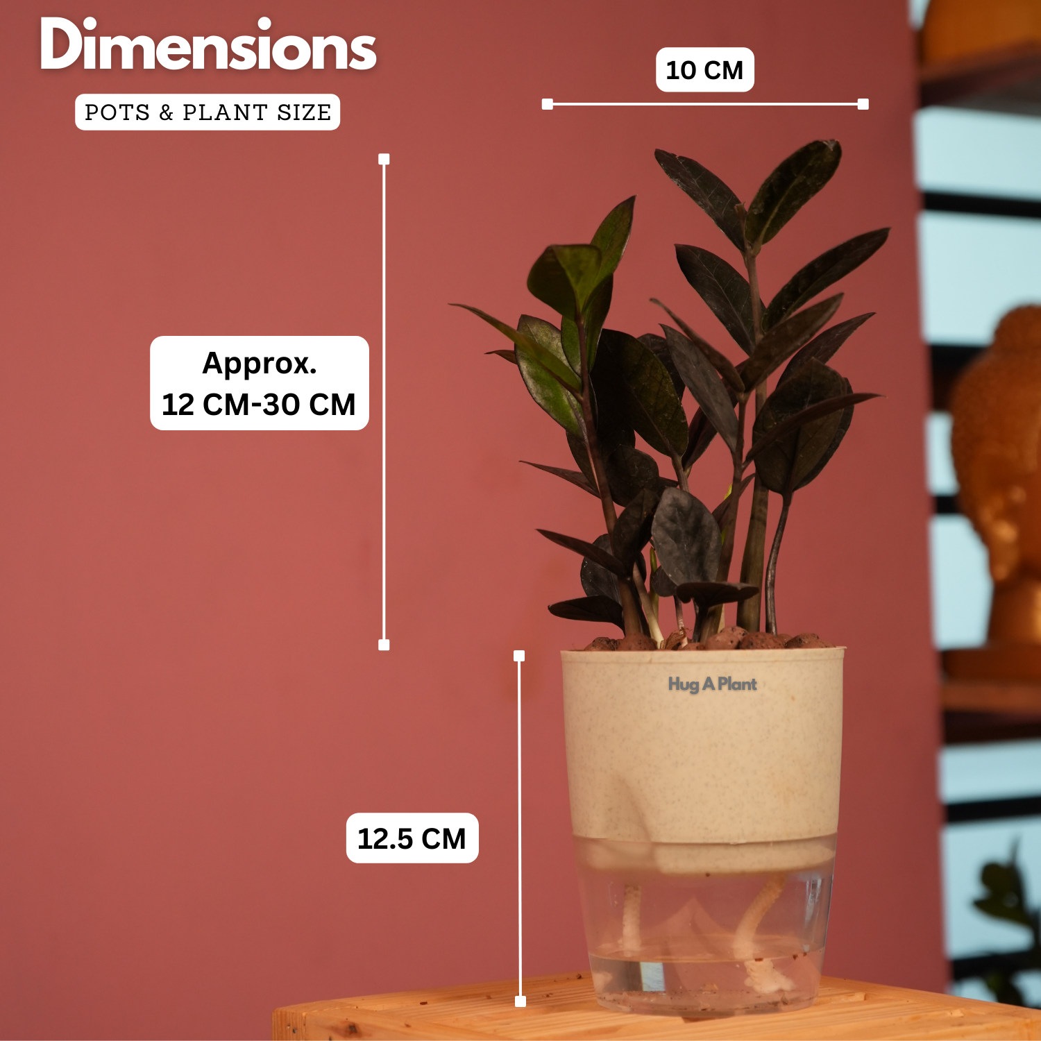 Zamioculcas Raven / Black ZZ Plant (Zamioculcas zamiifolia)- Live Plant (With Self-Watering Pot & Plant) (Home & Garden)