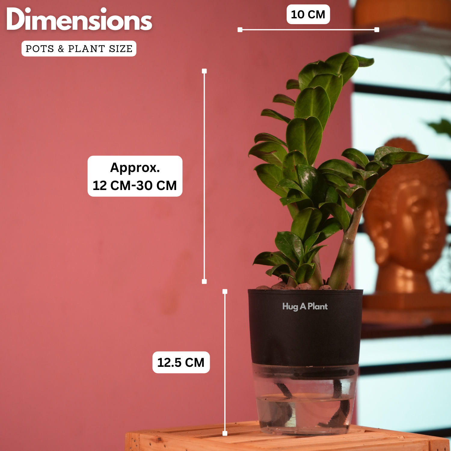 Zamioculcas zamiifolia ƒ??Zenziƒ?? Dwarf ZZ Plant- Live Plant (With Self-Watering Pot & Plant)