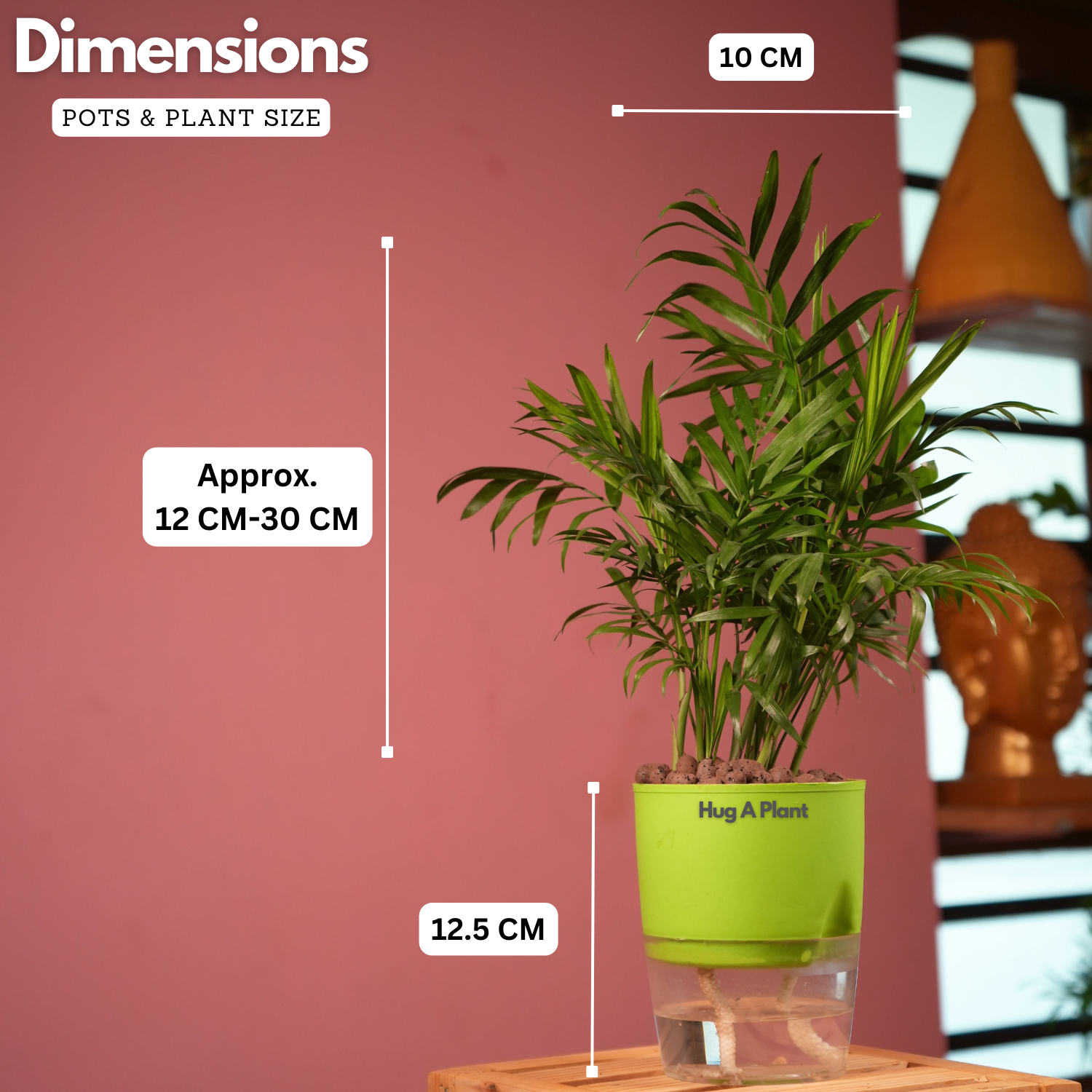 Chamaedorea Palm (Chamaedorea seifrizii) - Live Plant (With Self-Watering Pot & Plant)