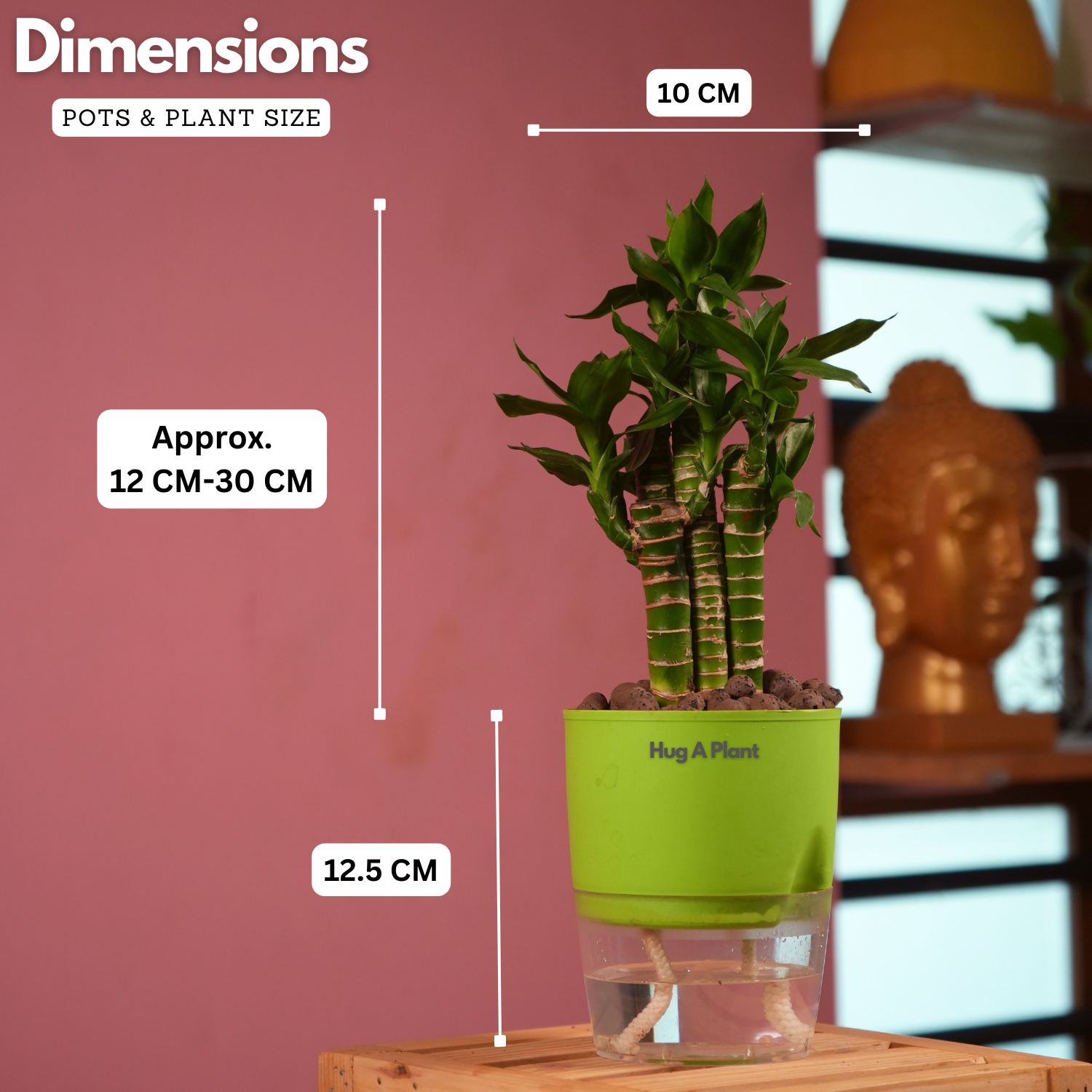Lotus Bamboo / Lucky Bamboo - Live Plant (With Self-Watering Pot & Plant)