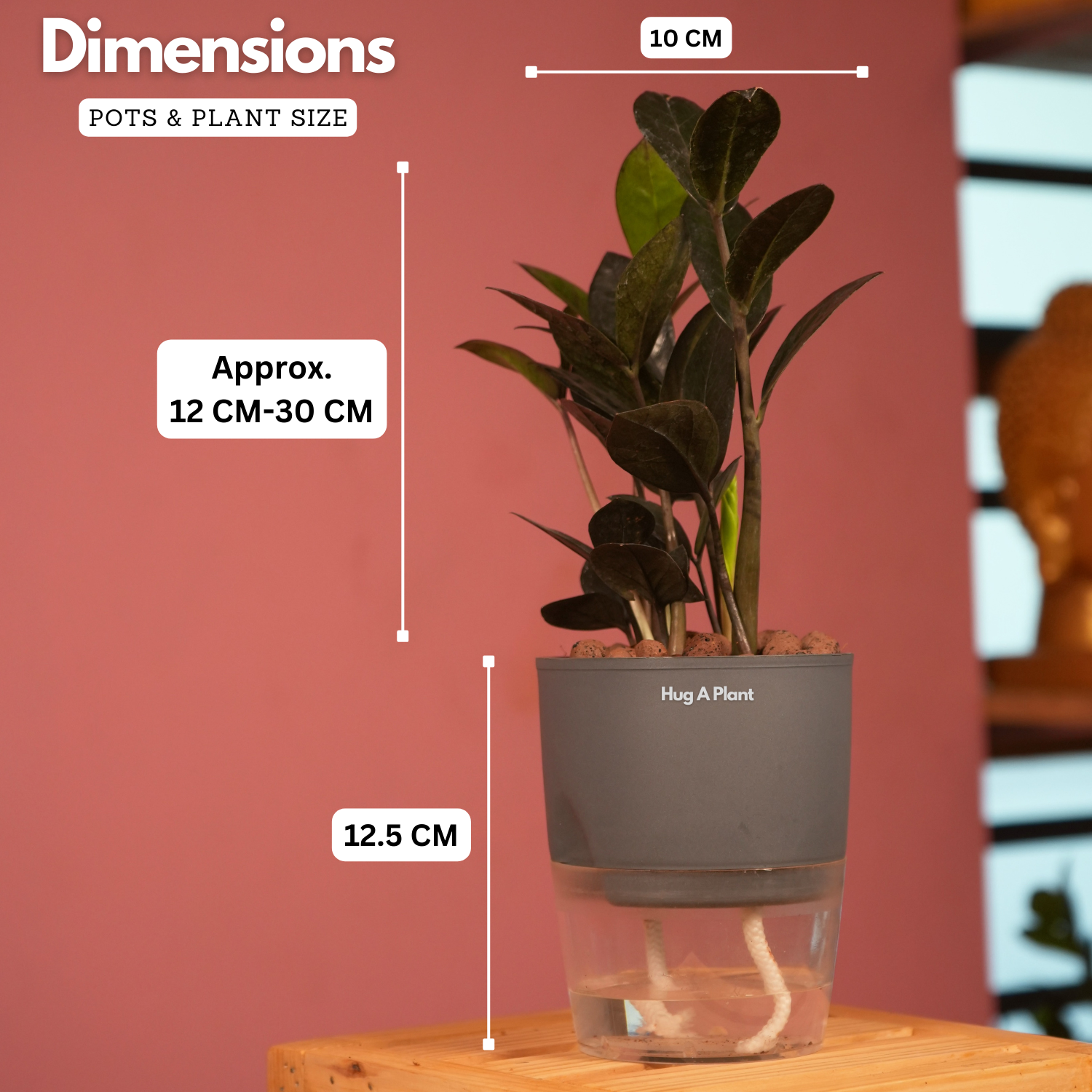 Zamioculcas Raven / Black ZZ Plant (Zamioculcas zamiifolia)- Live Plant (With Self-Watering Pot & Plant) (Home & Garden)
