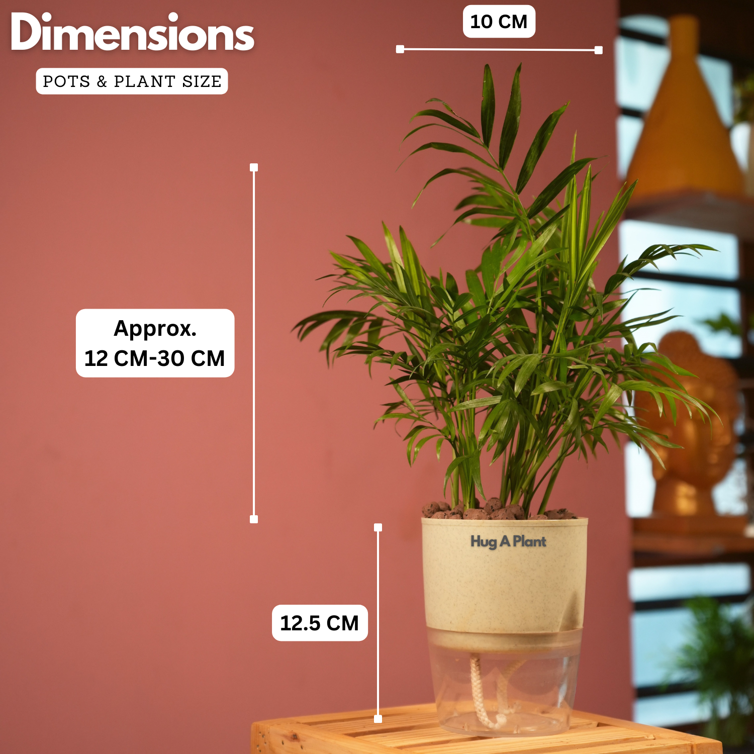 Chamaedorea Palm (Chamaedorea seifrizii) - Live Plant (With Self-Watering Pot & Plant)