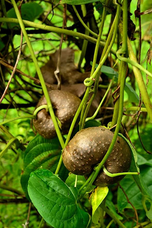 Air Potato Dioscorea Bulbifera Vine for planting  - Approximately 200 gram