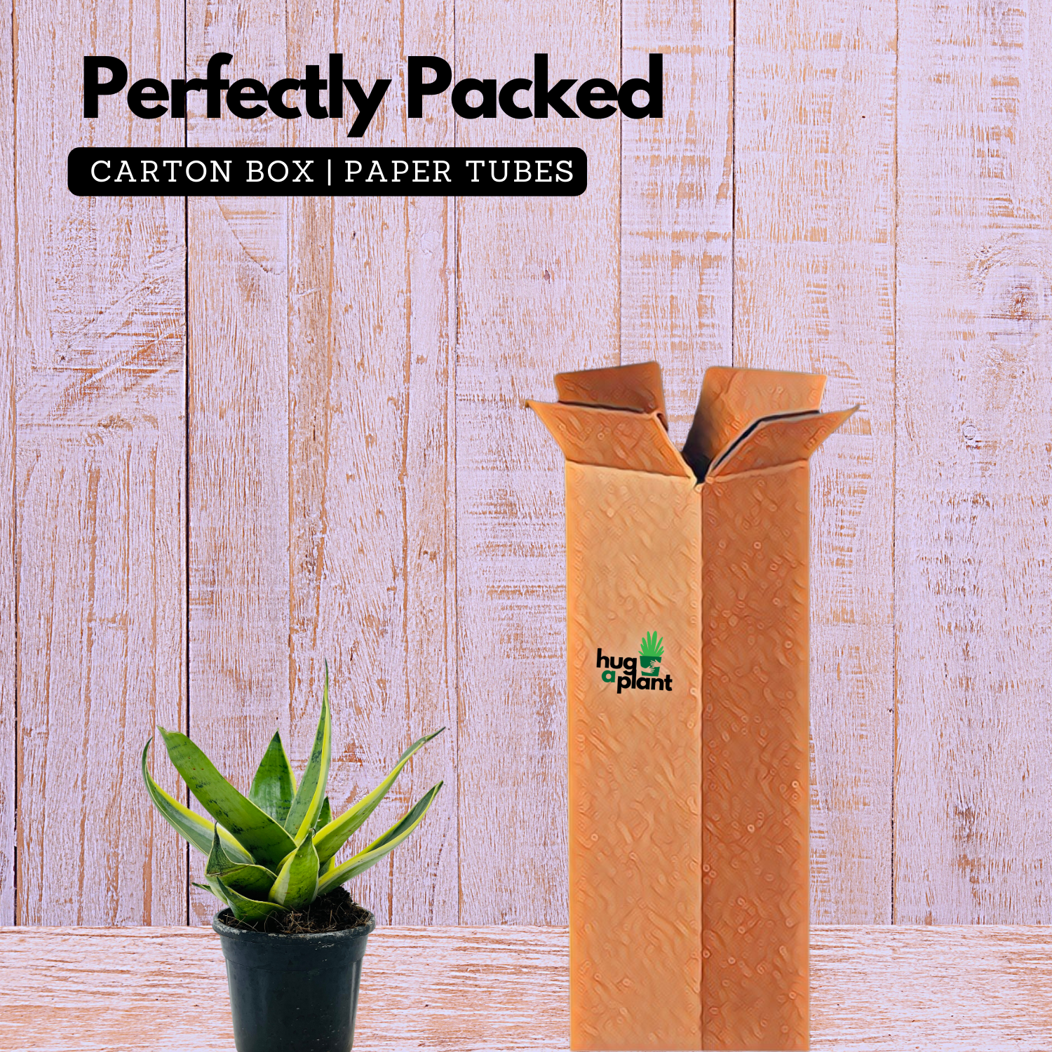 Sansevieria Snow White / Snake Plant (Dracaena trifasciata)- Live Plant in pot  (Home & Garden)
