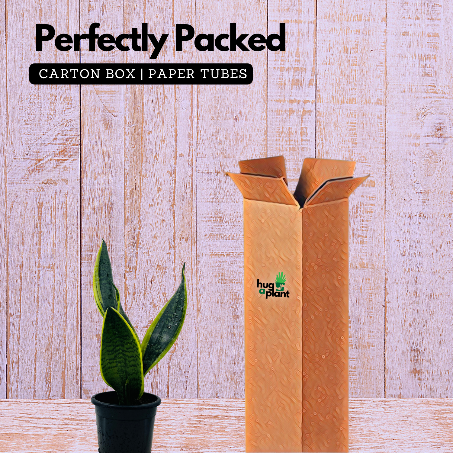 Sansevieria "Gold Flame" / Snake Plant (Dracaena trifasciata)- Live Plant in pot  (Home & Garden)
