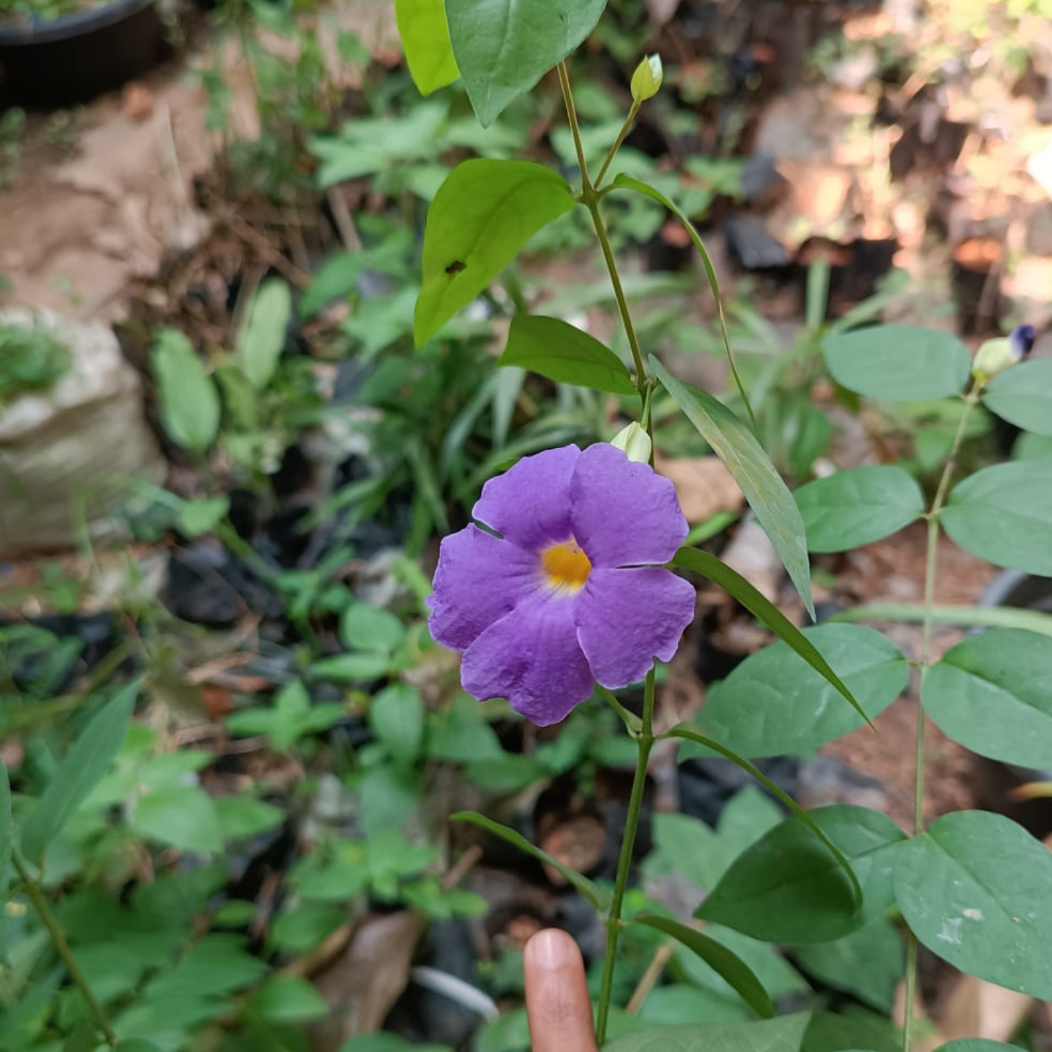 Thunbergia Erecta Plant - Blue Skyflower | Blue Trumpet Vine | Clockvine Flowering/Ornamental Live Plant (Home & Garden)