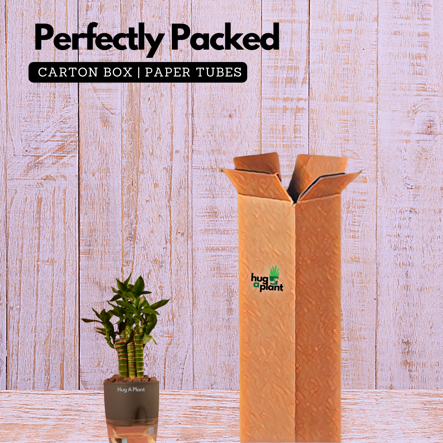 Lotus Bamboo / Lucky Bamboo - Live Plant (With Self-Watering Pot & Plant)