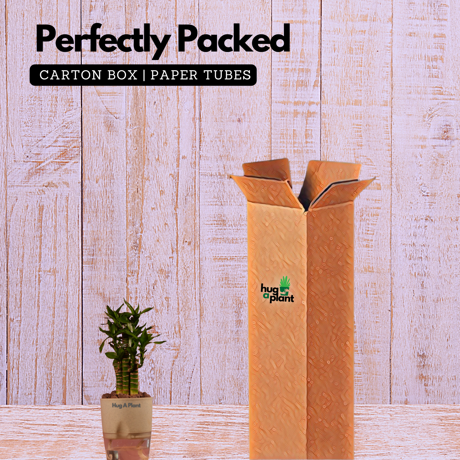 Lotus Bamboo / Lucky Bamboo - Live Plant (With Self-Watering Pot & Plant)