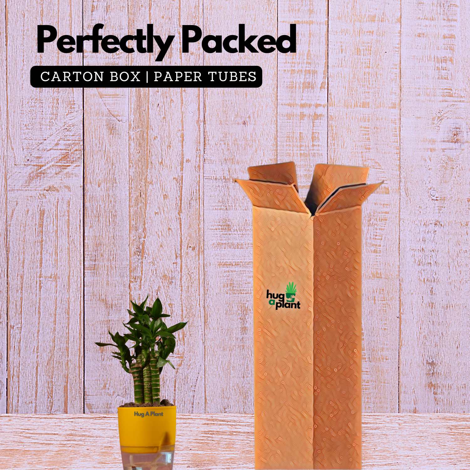 Lotus Bamboo / Lucky Bamboo - Live Plant (With Self-Watering Pot & Plant)