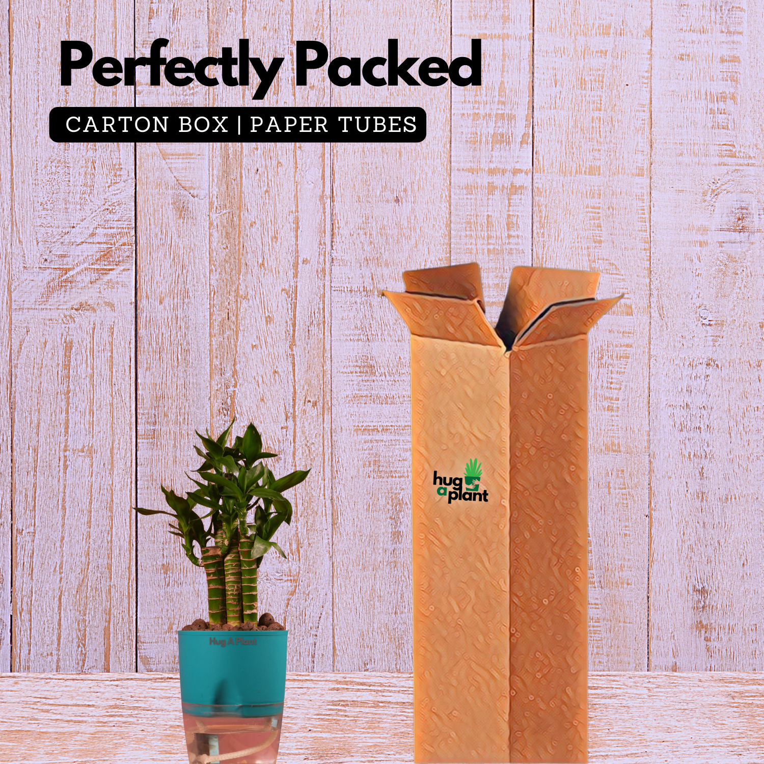 Lotus Bamboo / Lucky Bamboo - Live Plant (With Self-Watering Pot & Plant)