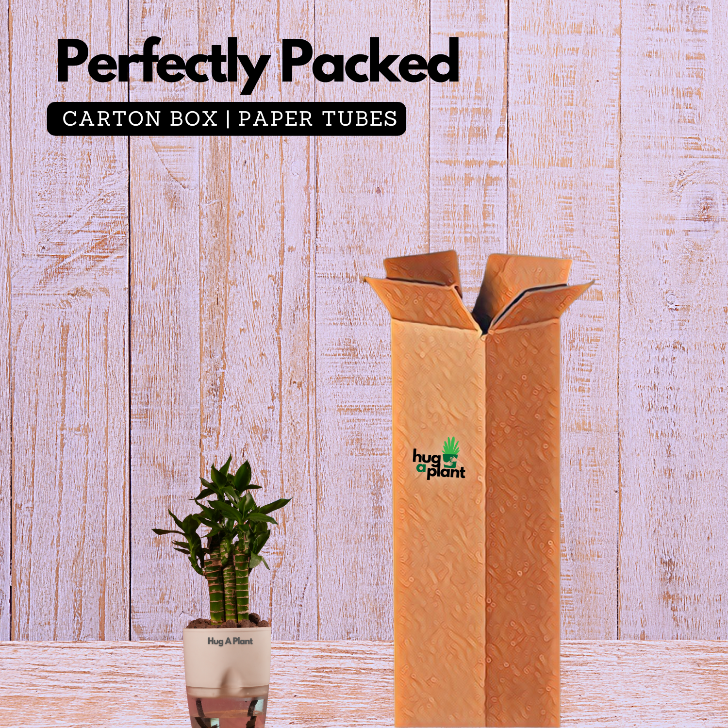 Lotus Bamboo / Lucky Bamboo - Live Plant (With Self-Watering Pot & Plant)