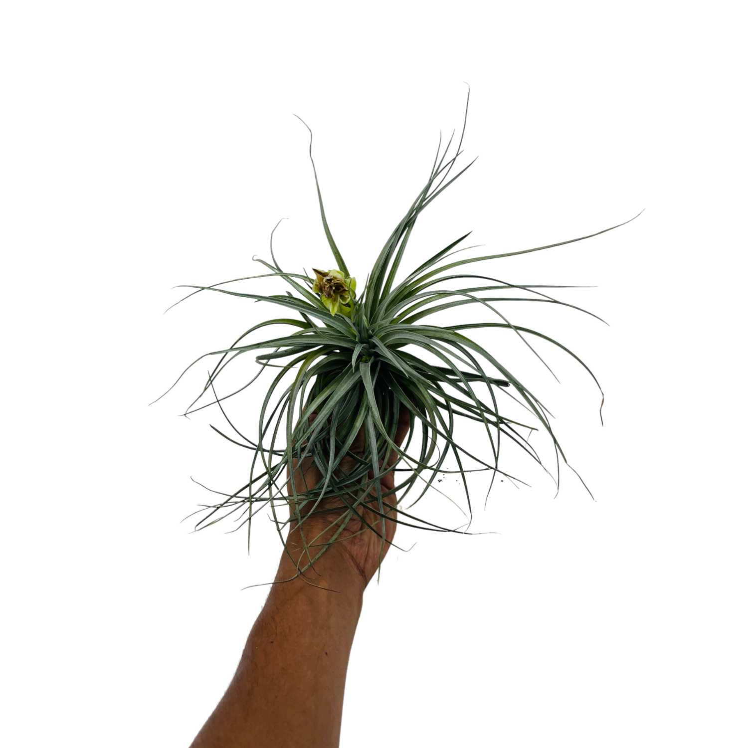 Air Plant | Tillandsia ionantha Guatemala (Big) - Live Plant (Home & Garden)