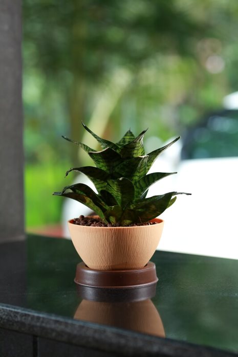 Ara 16 Plastic Pot With Smart Tray