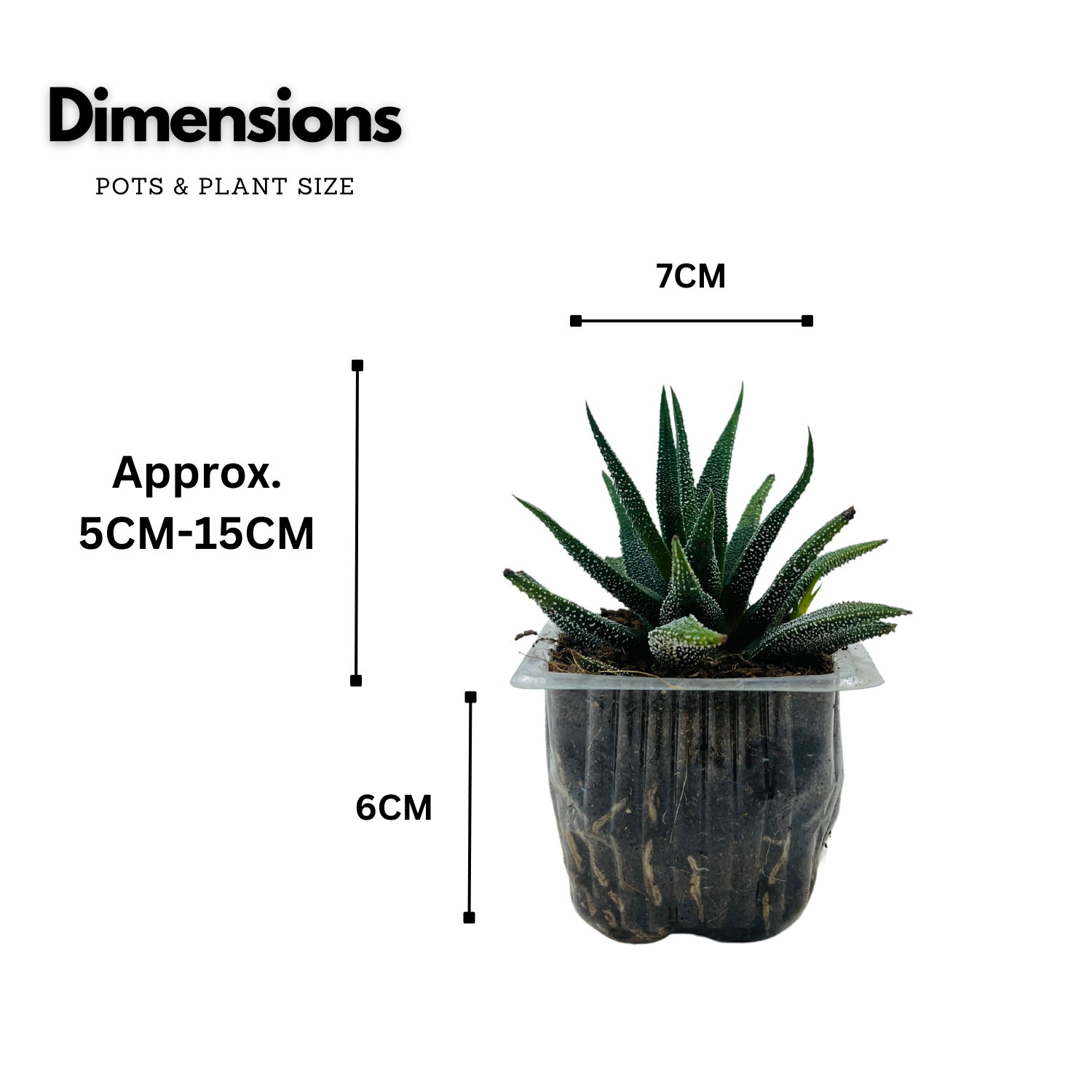 Haworthia Fasciata cv. Concolor - Live Plant (Home & Garden)