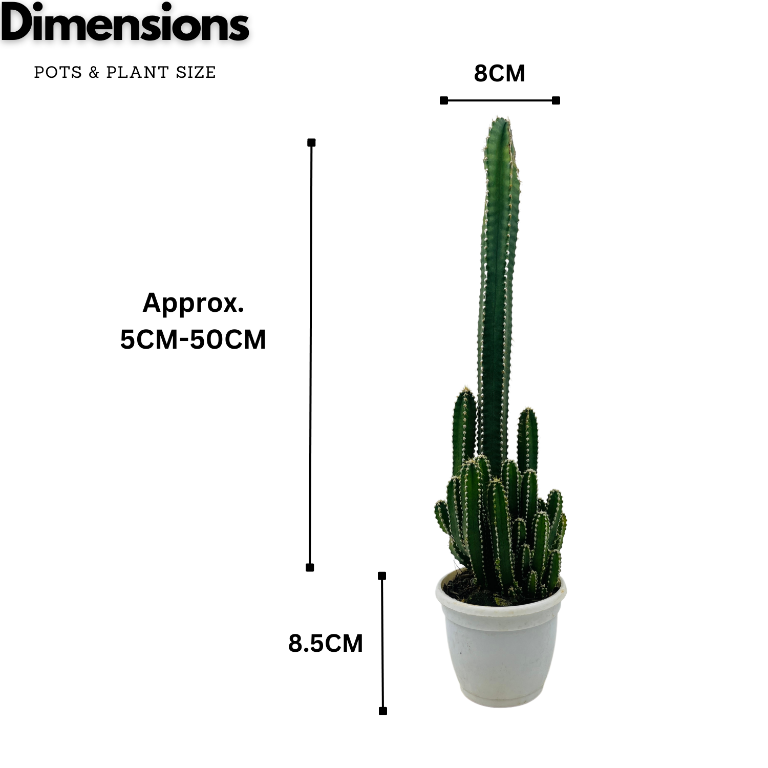 Cereus Peruvians "Florida" / Long Cactus - Live Cactus Plant In Pot (Home & Garden)