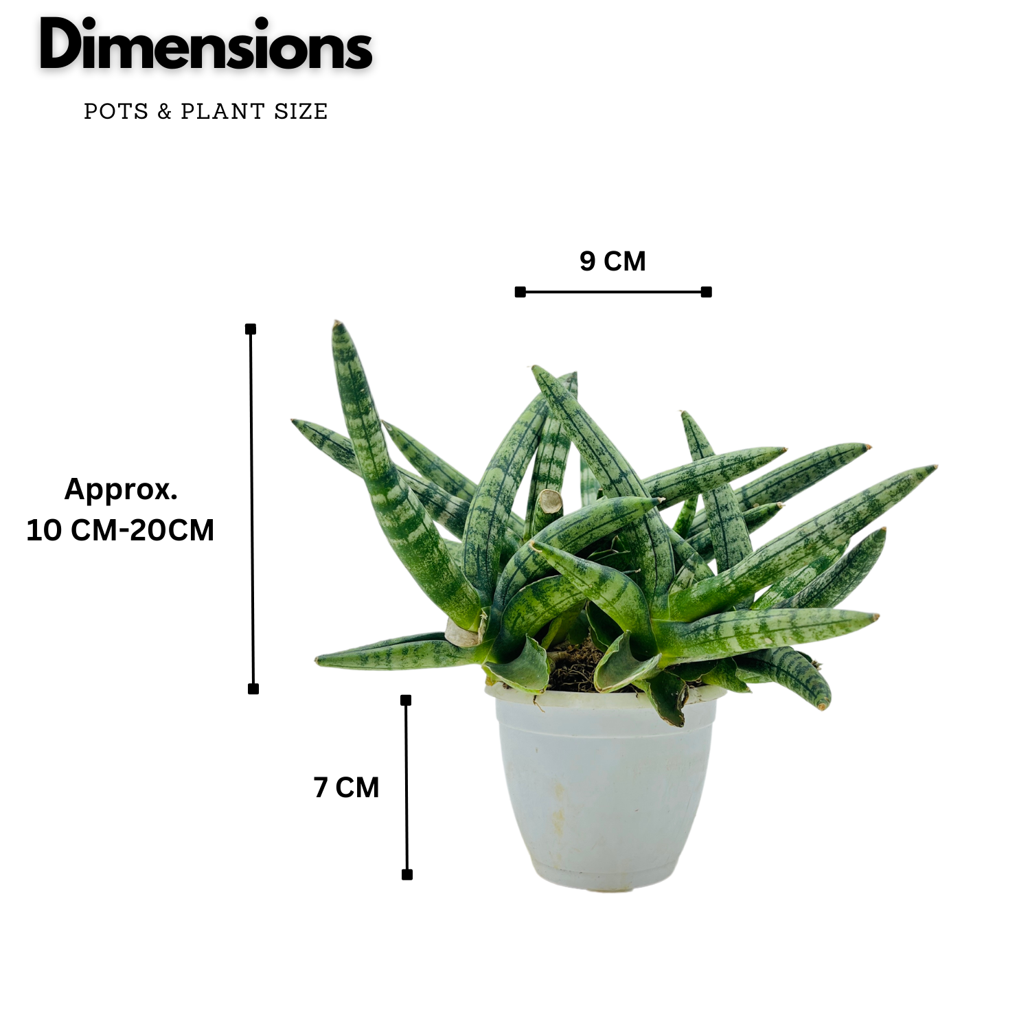 Sanseveria Boncel / Starfish Plant ( Sansevieria cylindrica)- Live Plant  (Home & Garden)