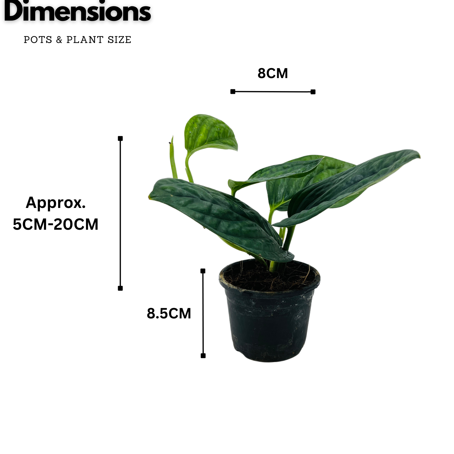Monstera Peru (Monstera karstenianum)- Live Plant in 8.5cm Pot (Home & Garden)