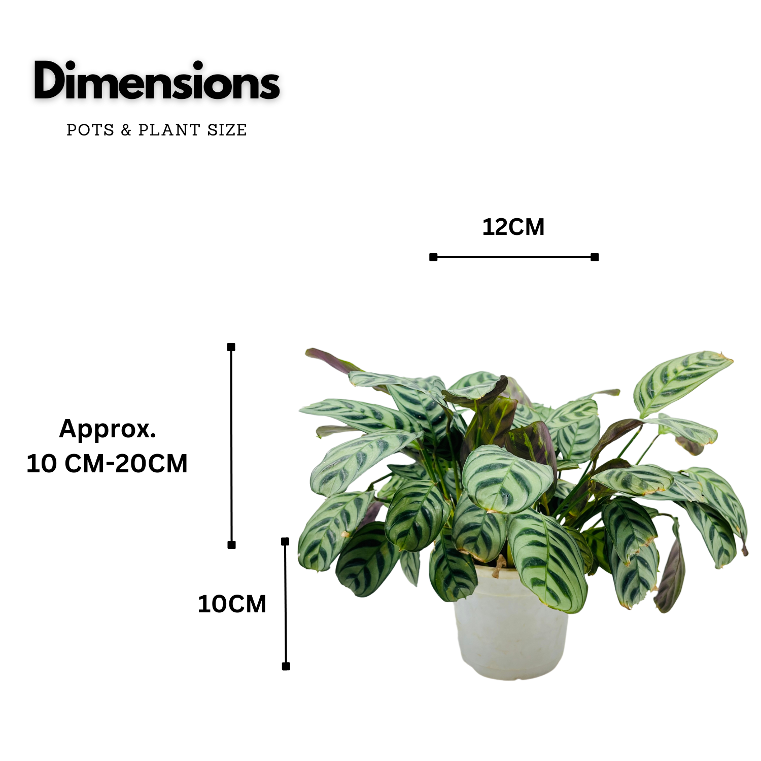 Calathea Burle Marxii - Live Plant (Home & Graden)