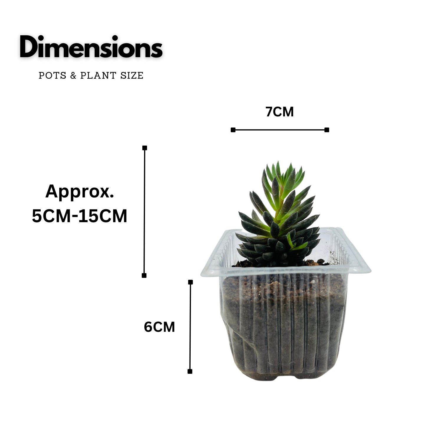 Sinocrassula Yunnanensis |  Chinese Jade Succulent - Live Plant (Home & Garden)