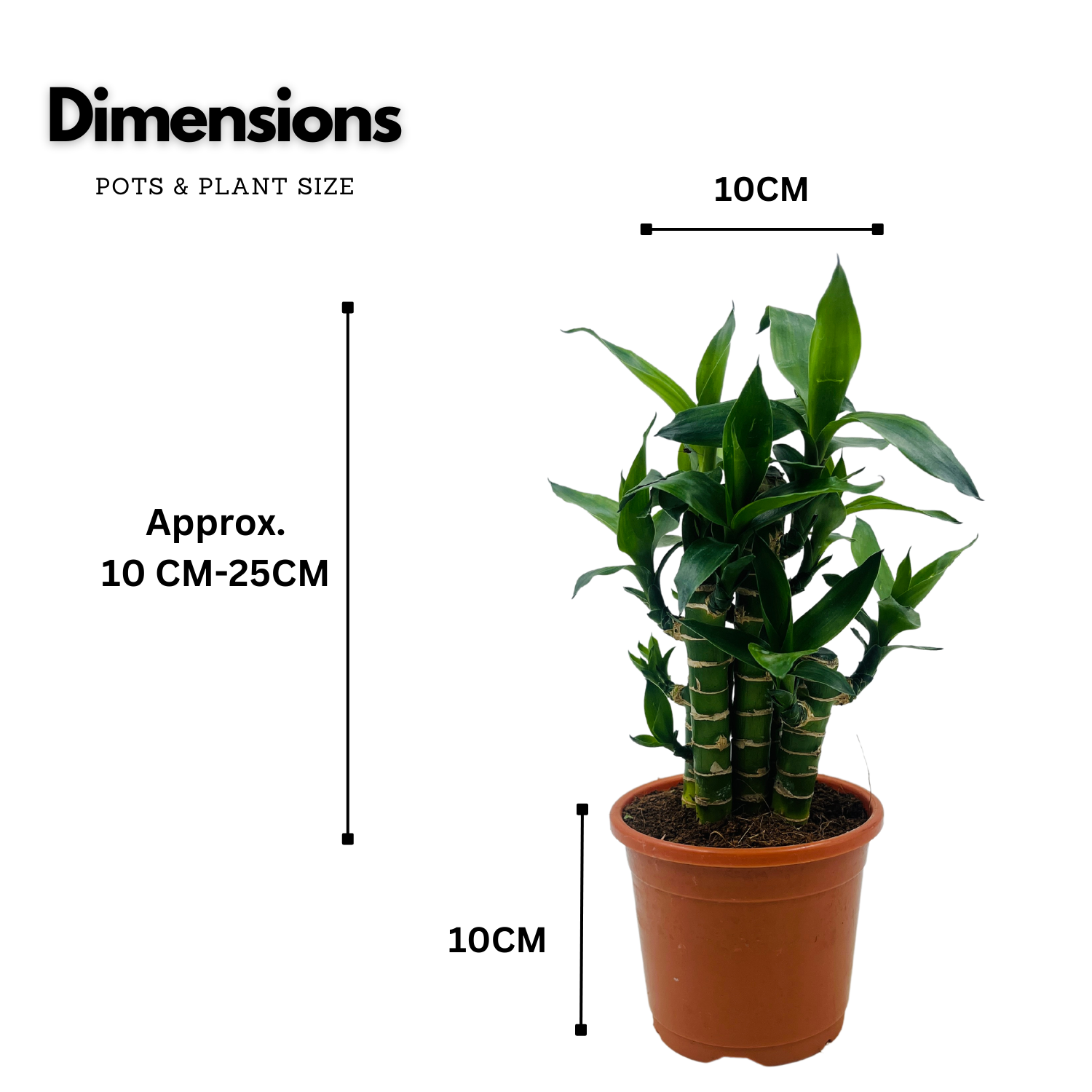 Lotus Bamboo / Lucky Bamboo - Live Plant (Home & Garden)