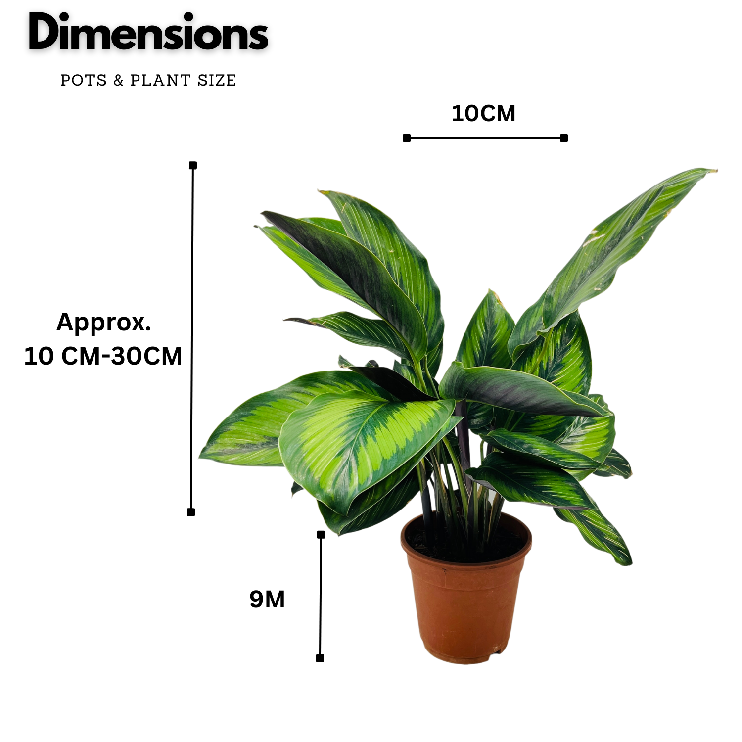 Calathea Beauty Star - Live Plant (Home & Graden)