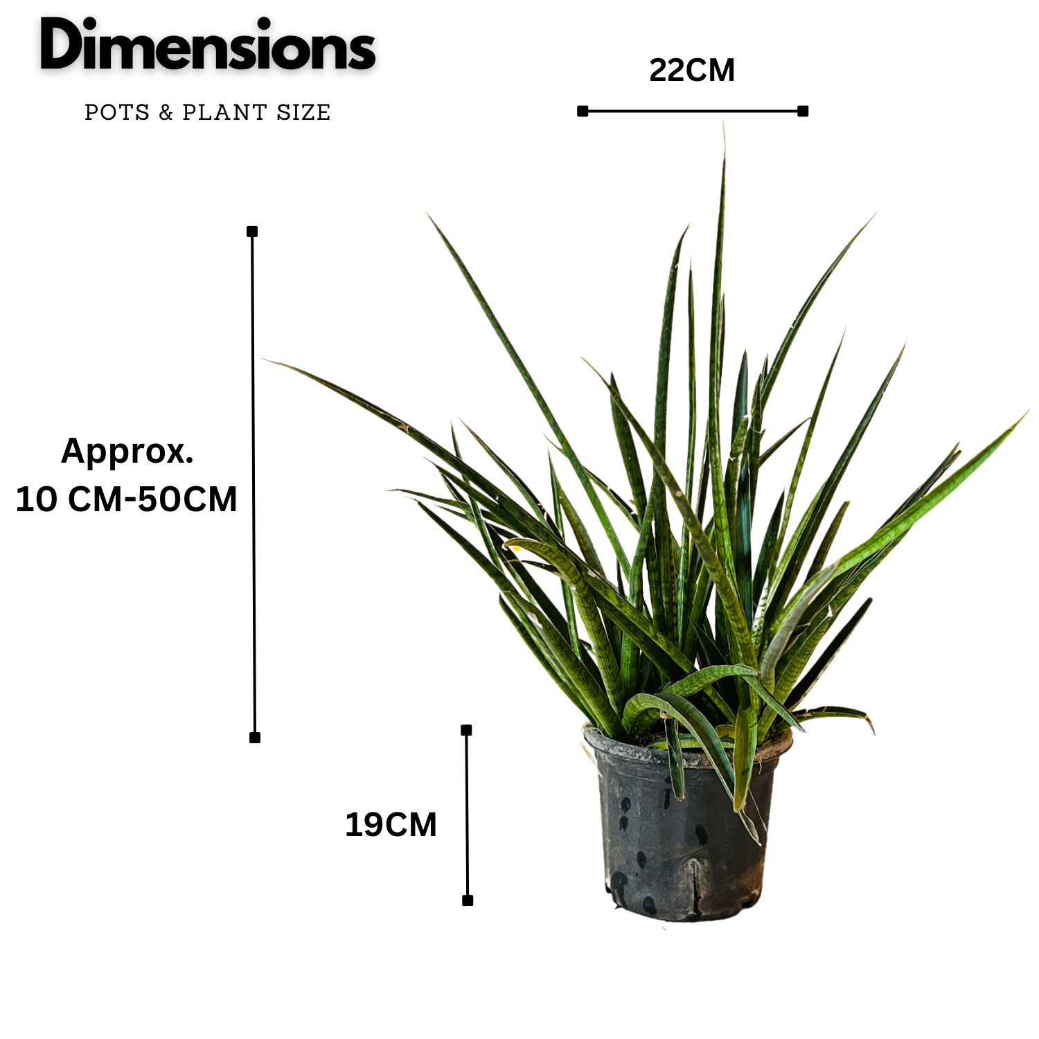 Big Sansevieria Mikado (Moto- Snake Plant Var.)- Live Plant For Indoor (Home & Garden)