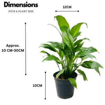 peace lily height and width Peace Lily (Spathiphyllum) Flowering/Ornamental Live Plant In Pot (Hom –  Hug A Plant