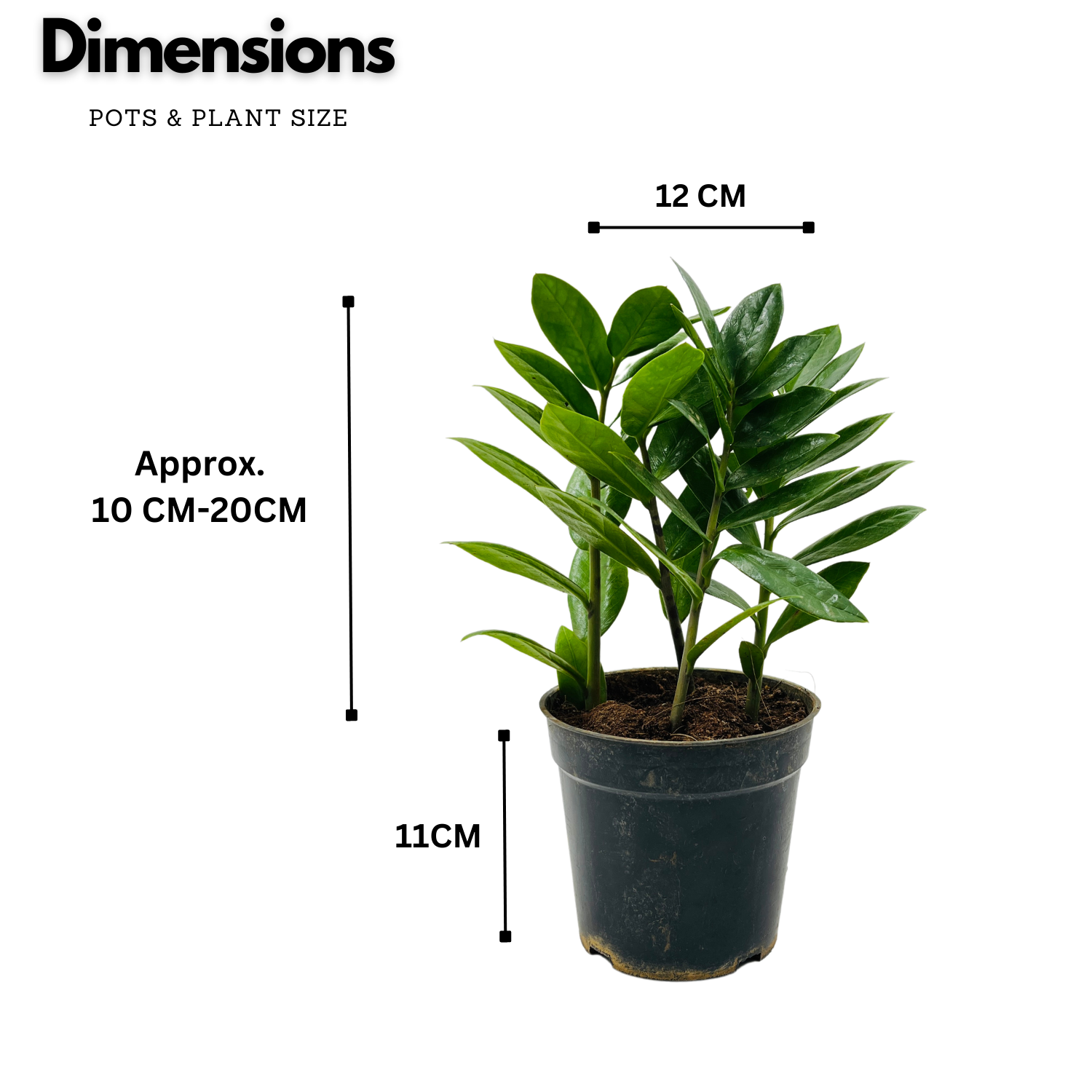 ZZ Plant Green (Zamioculcas zamiifolia) - Live Plant For Indoor (Home & Garden)