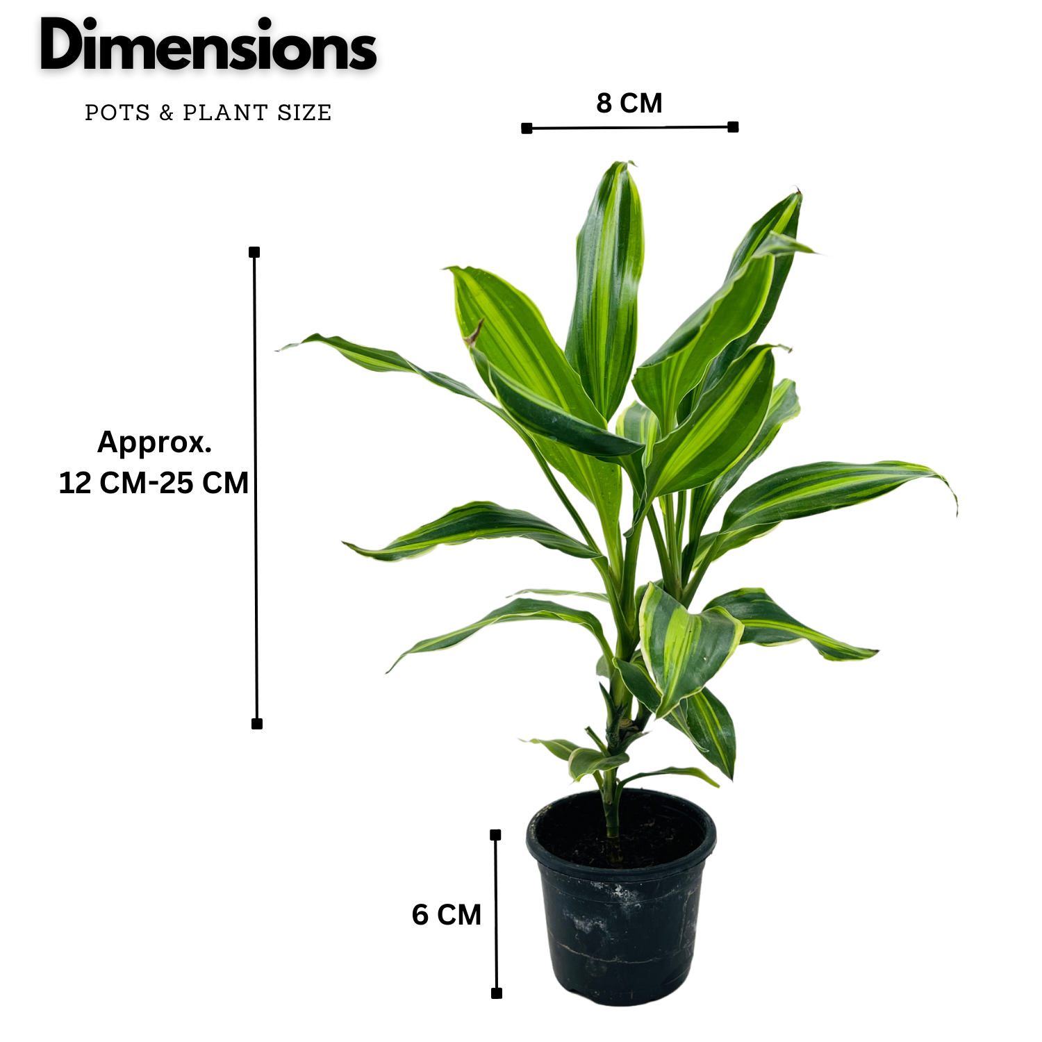 Dracena Darasingh Miniature (Dracaena massangena) - Live Plant (Home & Garden)