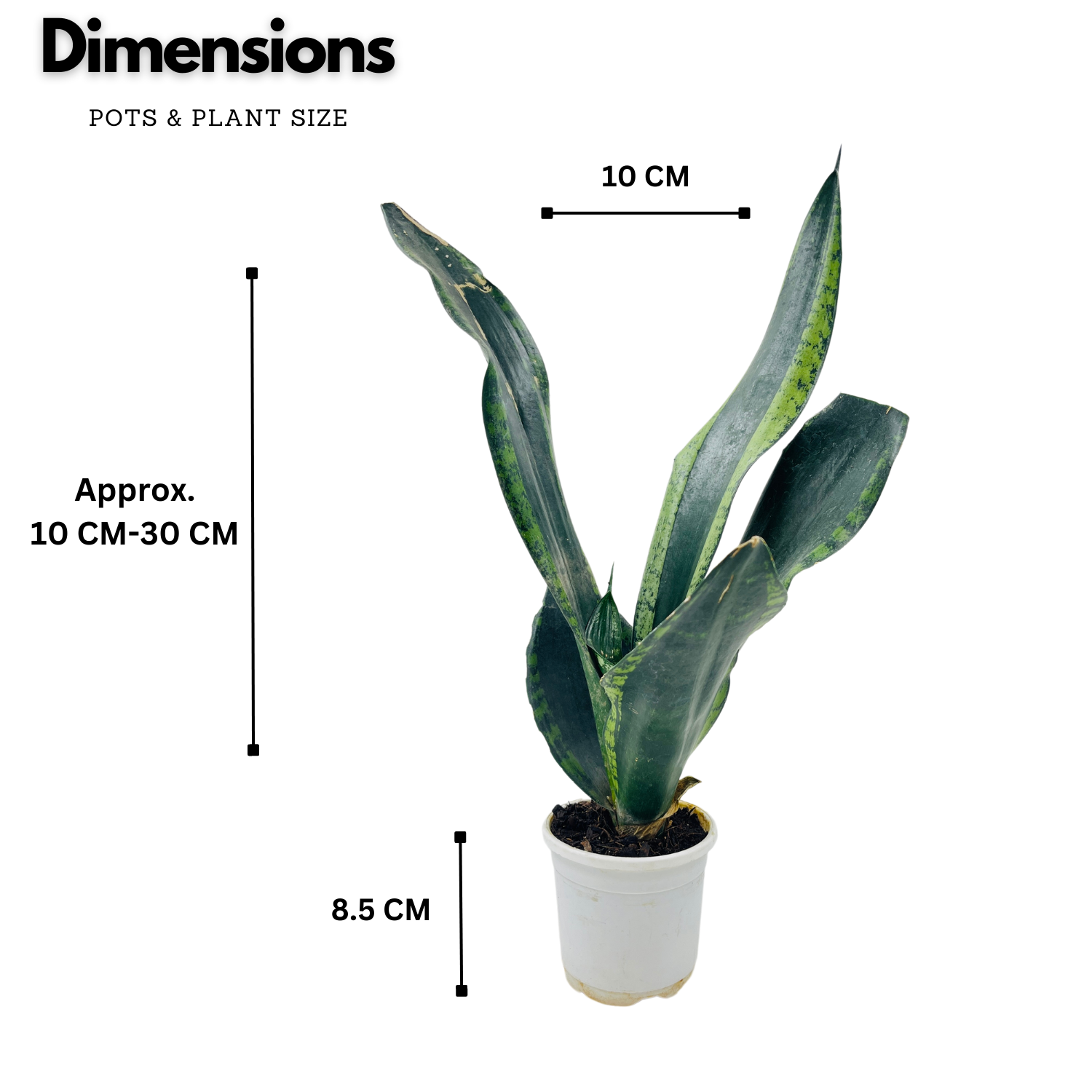 Sansevieria Trifasciata Whitney / Snake Plant (Sansevieria trifasciata)- Live Plant  (Home & Garden)