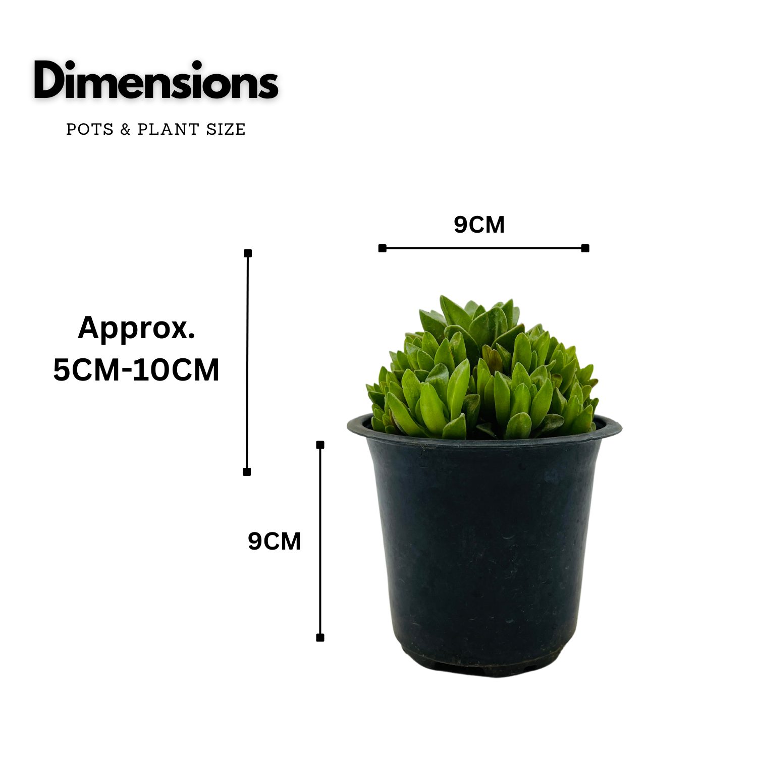 Haworthia Cymbiformis (Big) Plant- Live Succulent Plant (Home & Garden)