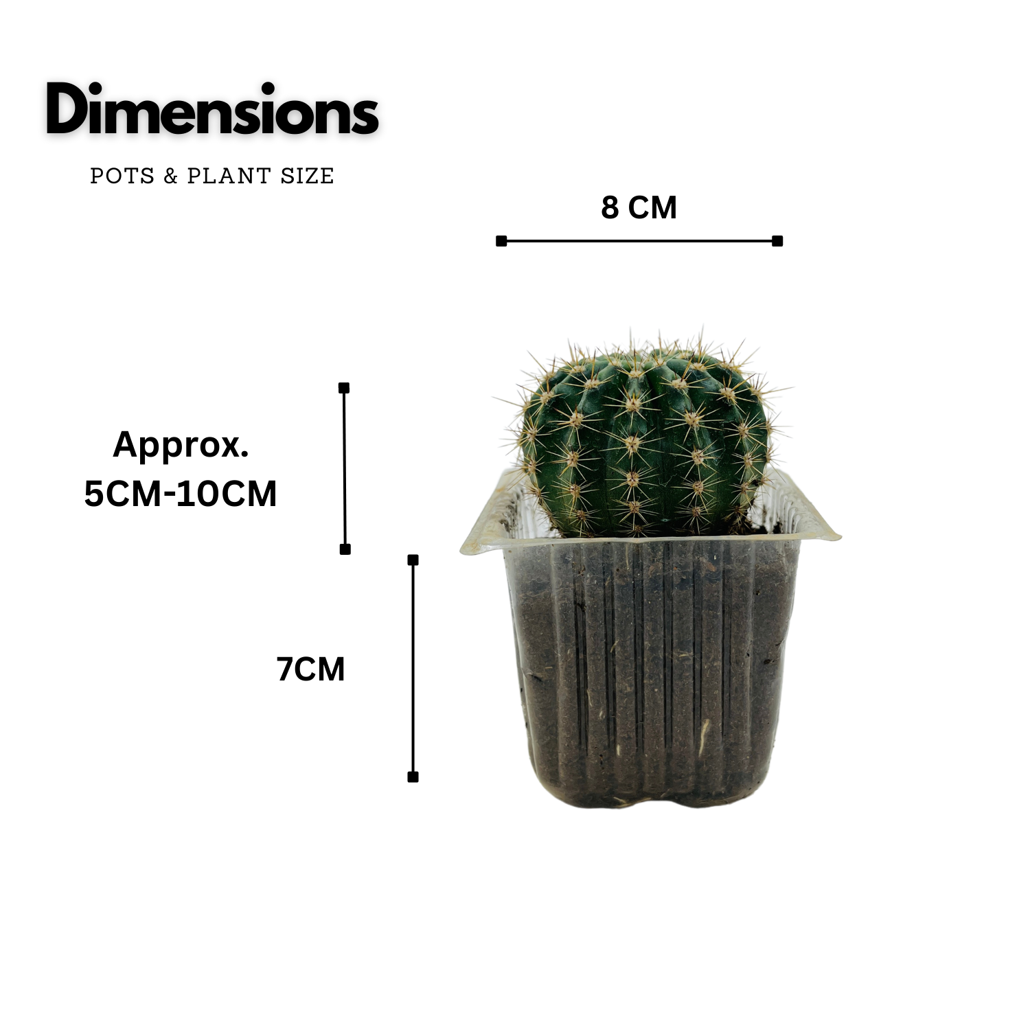 Ball Cactus / Echinopsis Calochlora - Live Plant (Home & Garden)